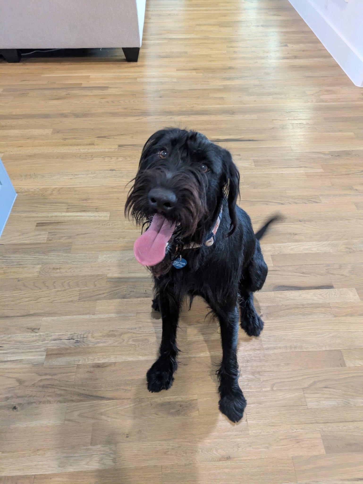 Enlarge Scout, a ADOPTABLE mixed breed in Colleyville, TX image 6/6