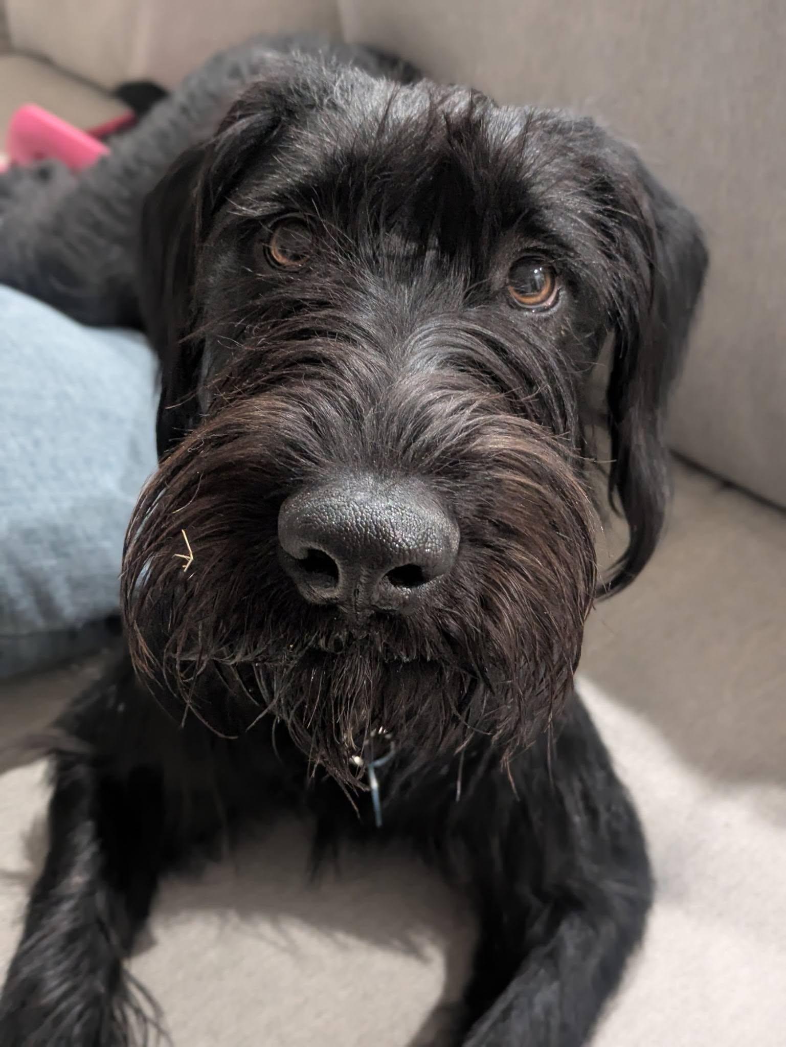 Scout, ADOPTABLE, Adult Male Schnauzer & German Shorthaired Pointer.