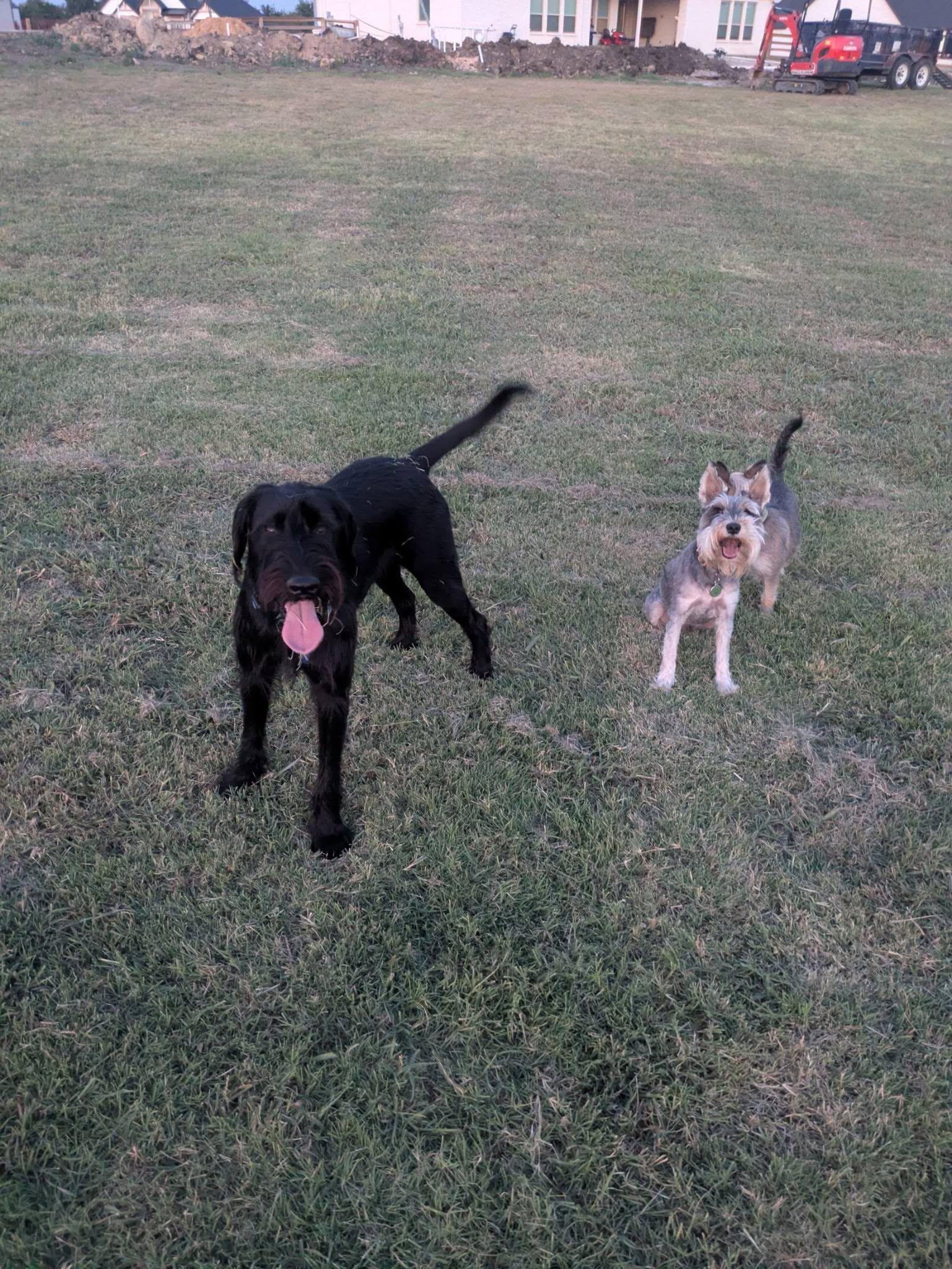 Enlarge Scout, a ADOPTABLE mixed breed in Colleyville, TX image 5/6