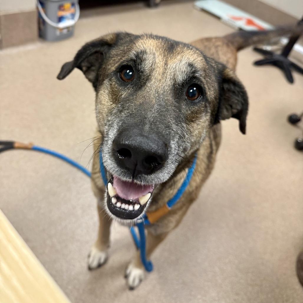 Barney, Adoptable, Adult Male German Shepherd Dog.