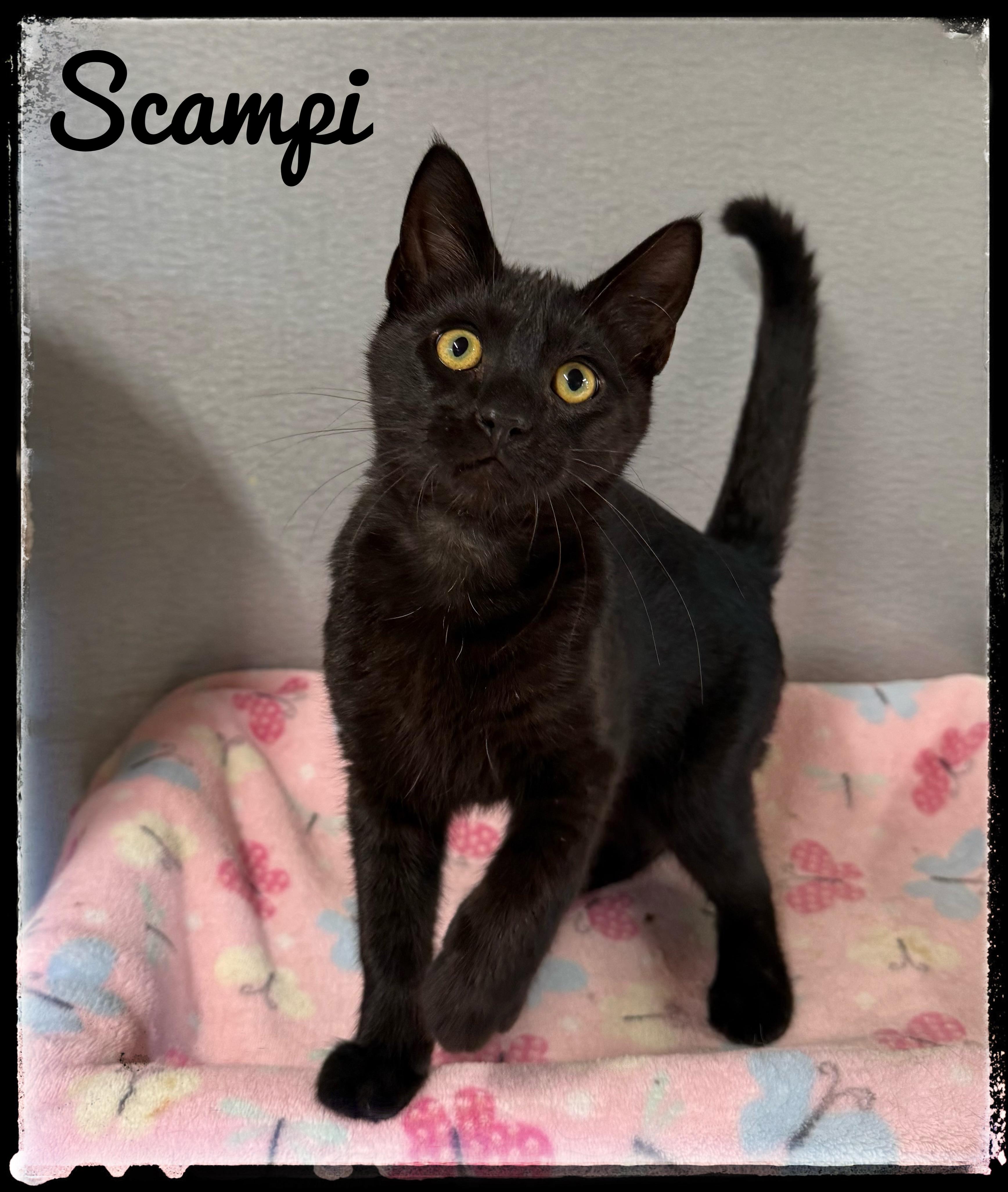 Scampi, Adoptable, Kitten Male Domestic Short Hair.