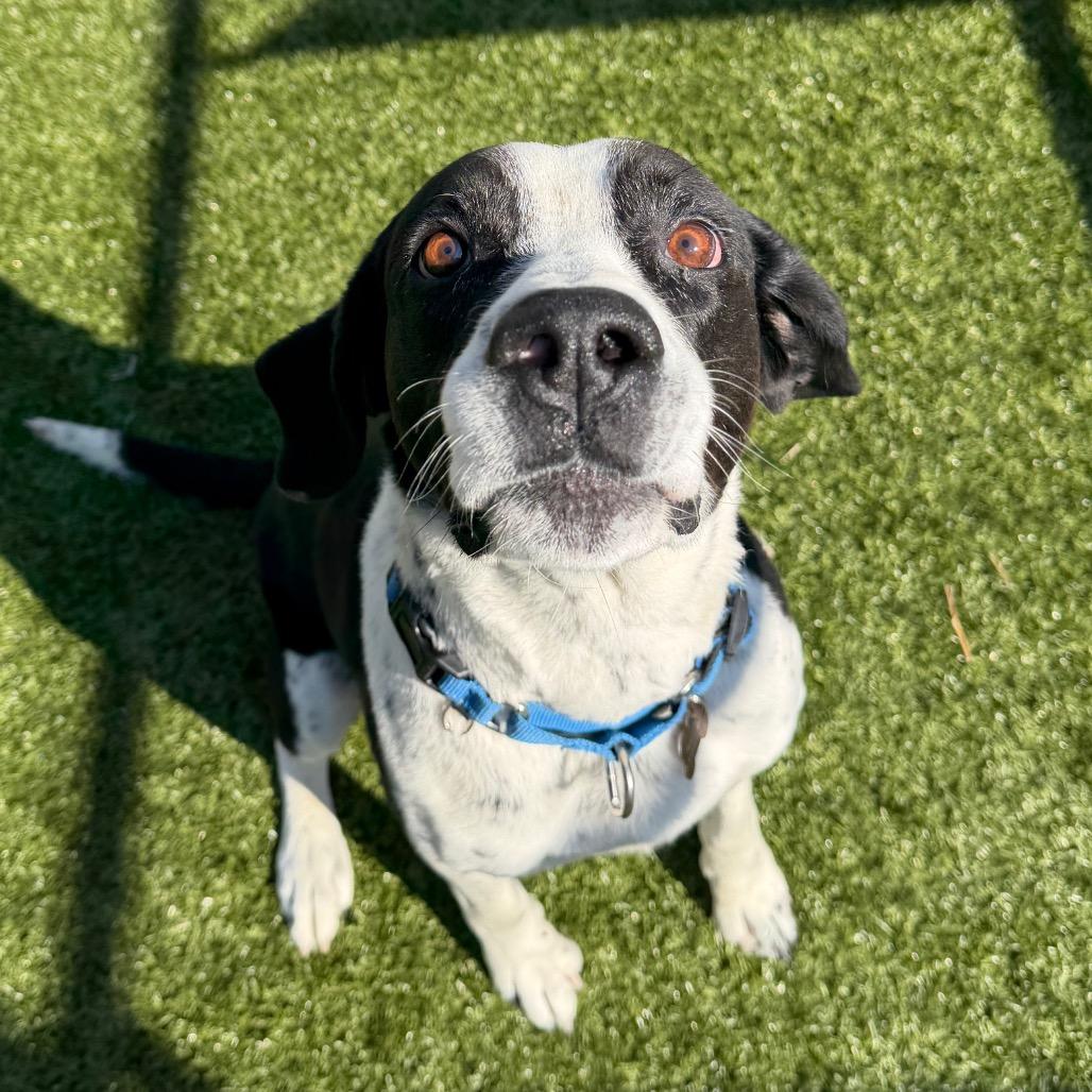 Luke, Adoptable, Senior Male Bluetick Coonhound.