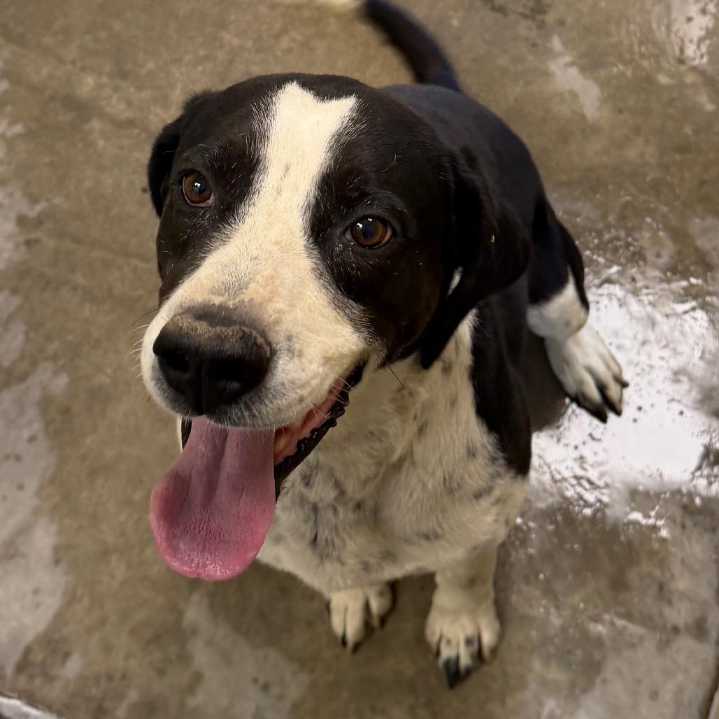 Luke, a Adoptable Bluetick Coonhound in Cody, WY image 2/3