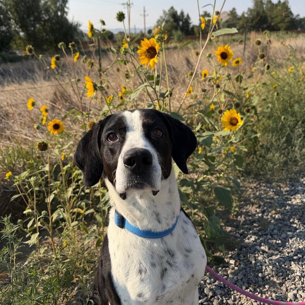 Luke, a Adoptable Bluetick Coonhound in Cody, WY image 3/3