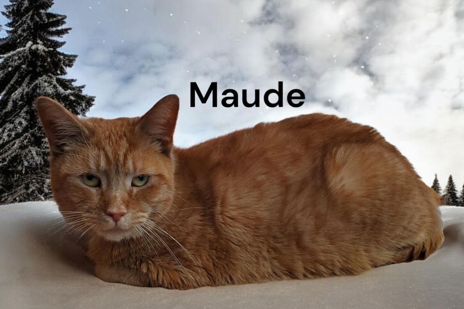 Enlarge Maude, a Adoptable Tabby in Chesapeake, VA image 1/3