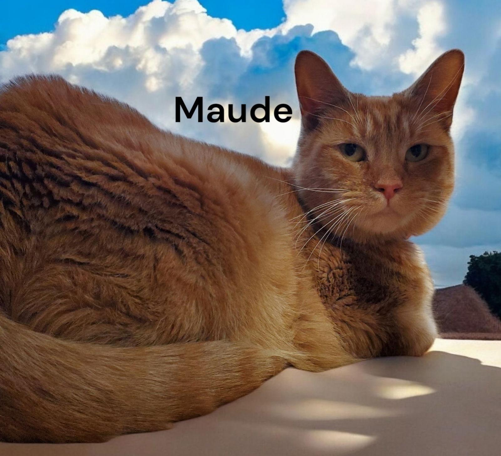 Maude, Adoptable, Adult Female Tabby.