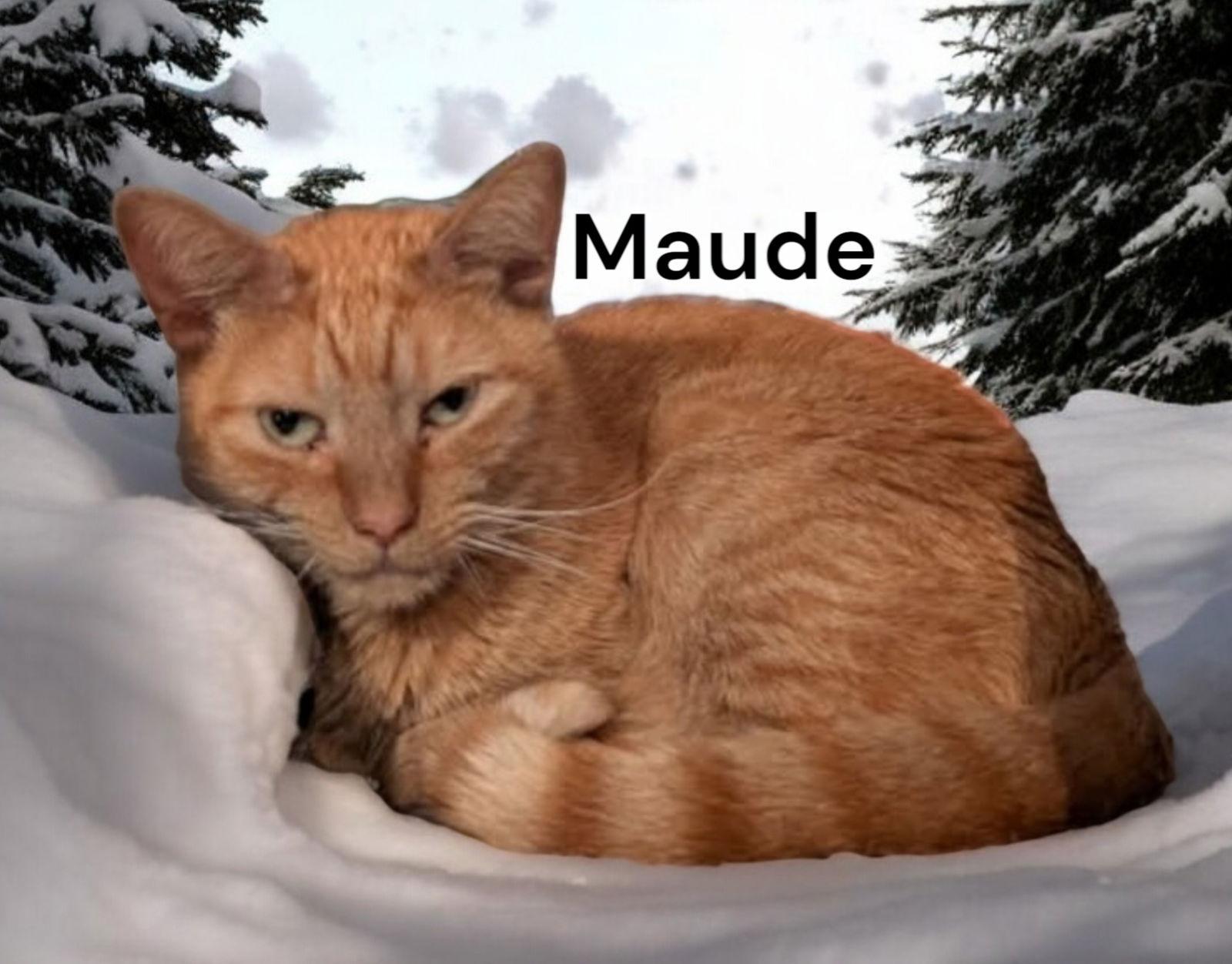 Enlarge Maude, a Adoptable Tabby in Chesapeake, VA image 3/3