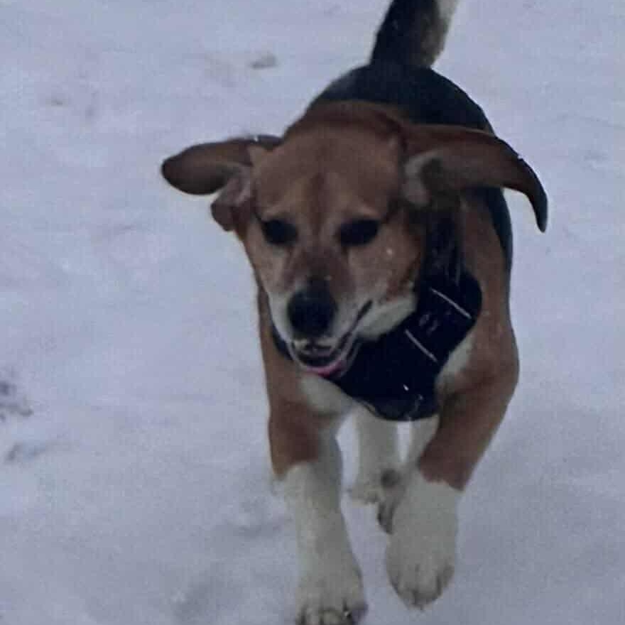 Enlarge Briggs, a ADOPTABLE Beagle in St Thomas, ON image 4/4