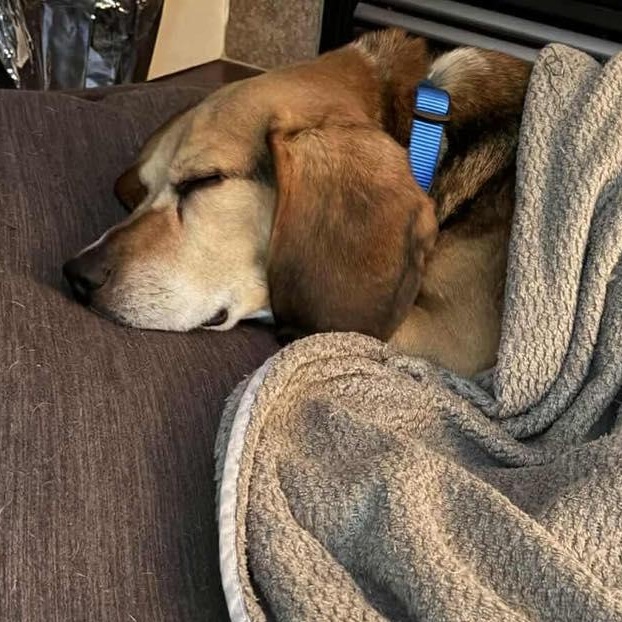 Enlarge Briggs, a ADOPTABLE Beagle in St Thomas, ON image 3/4