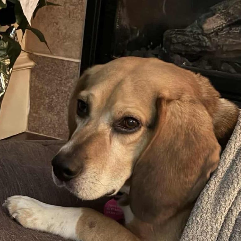 Enlarge Briggs, a ADOPTABLE Beagle in St Thomas, ON image 2/4