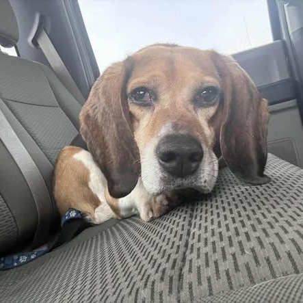 Briggs, ADOPTABLE, Adult Male Beagle.