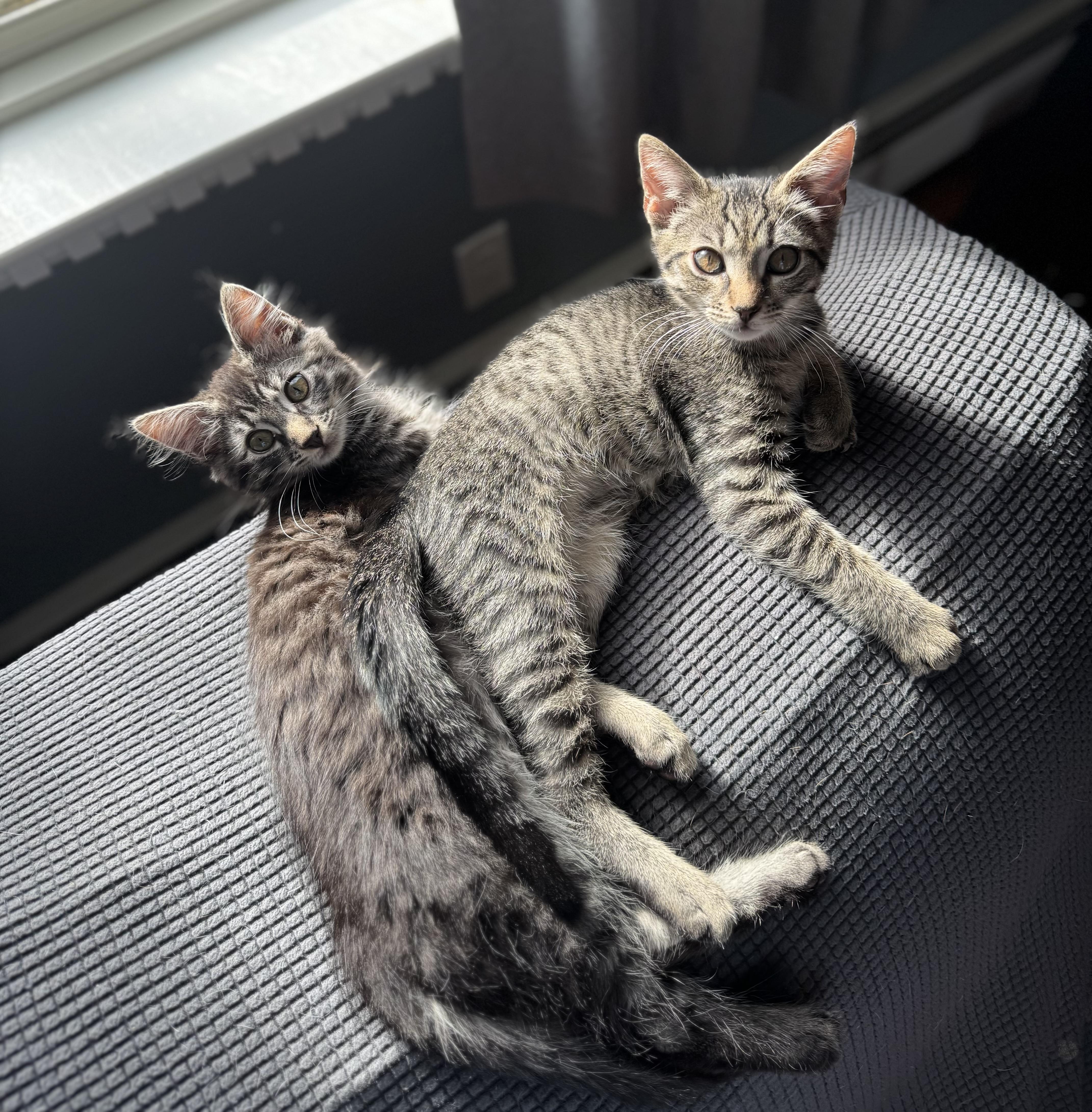 Rocky, a Adoptable mixed breed in Succasunna, NJ image 2/5