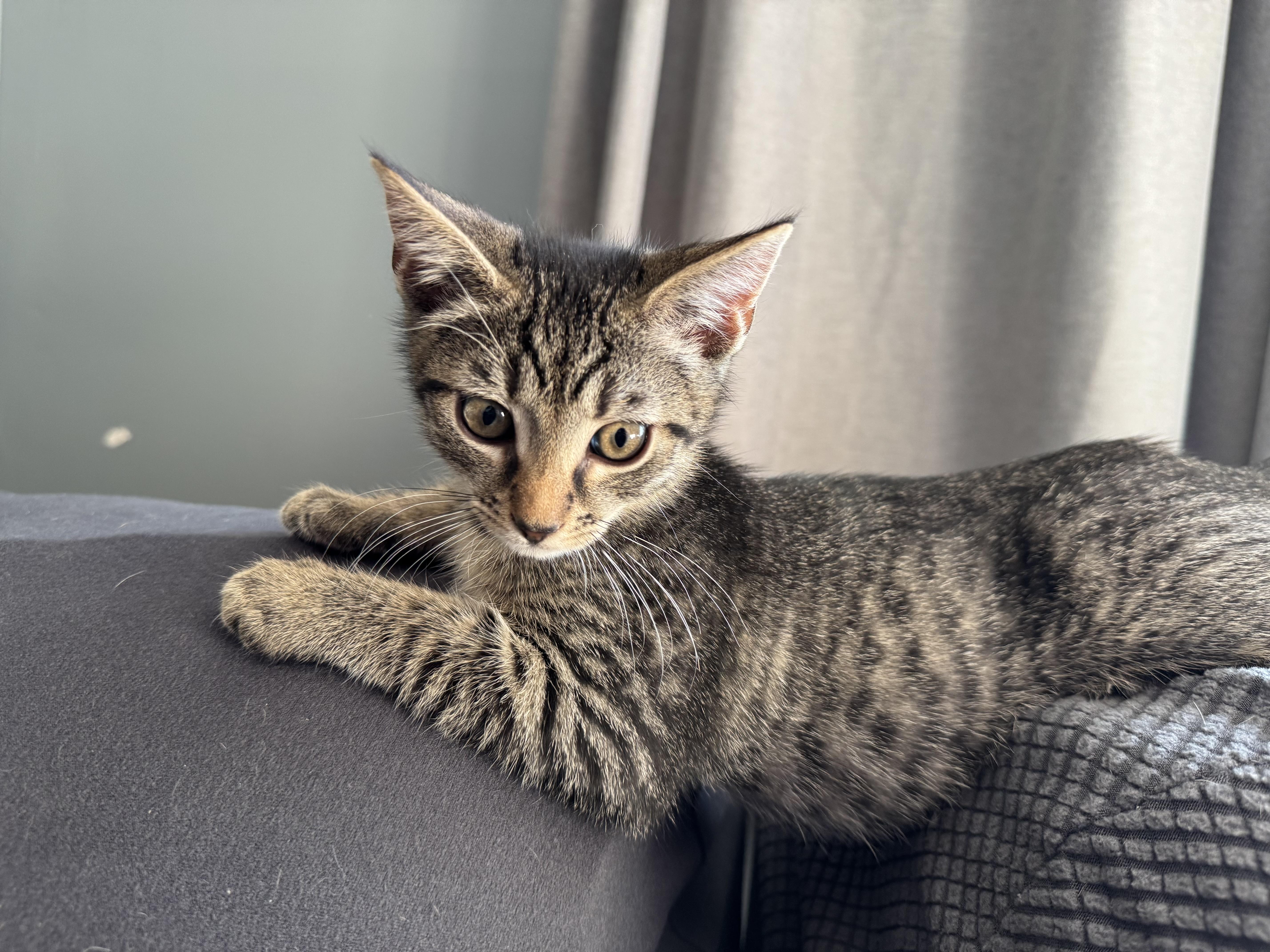 Rocky, a Adoptable mixed breed in Succasunna, NJ image 3/5