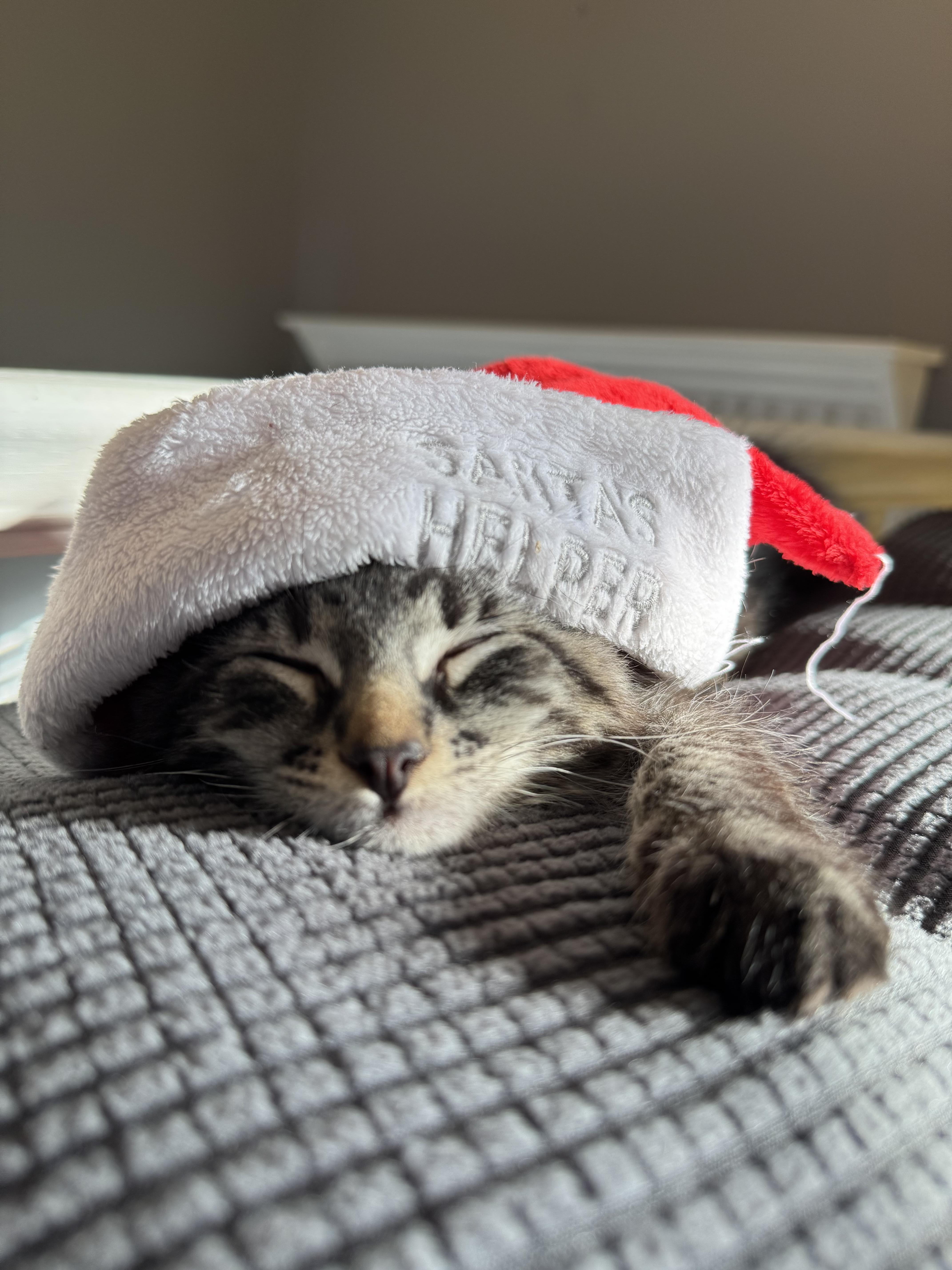 Rocky, a Adoptable mixed breed in Succasunna, NJ image 4/5