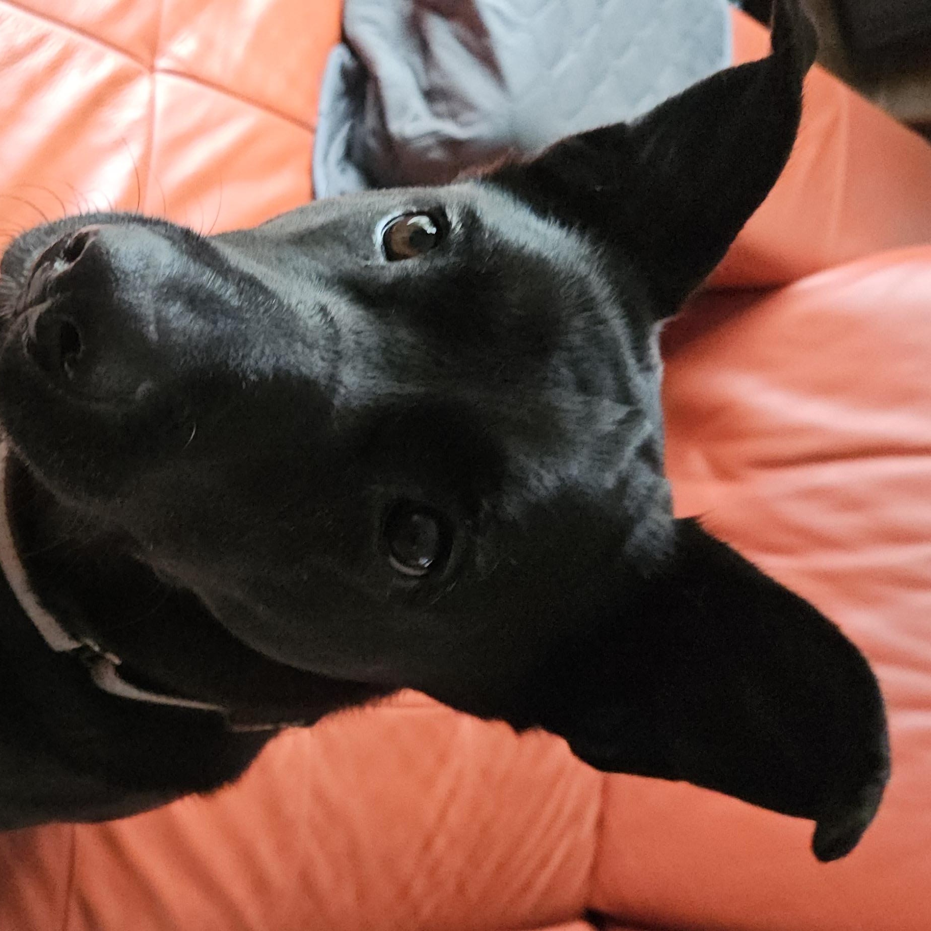 Enlarge Nisha, a ADOPTABLE mixed breed in Seattle, WA image 1/6