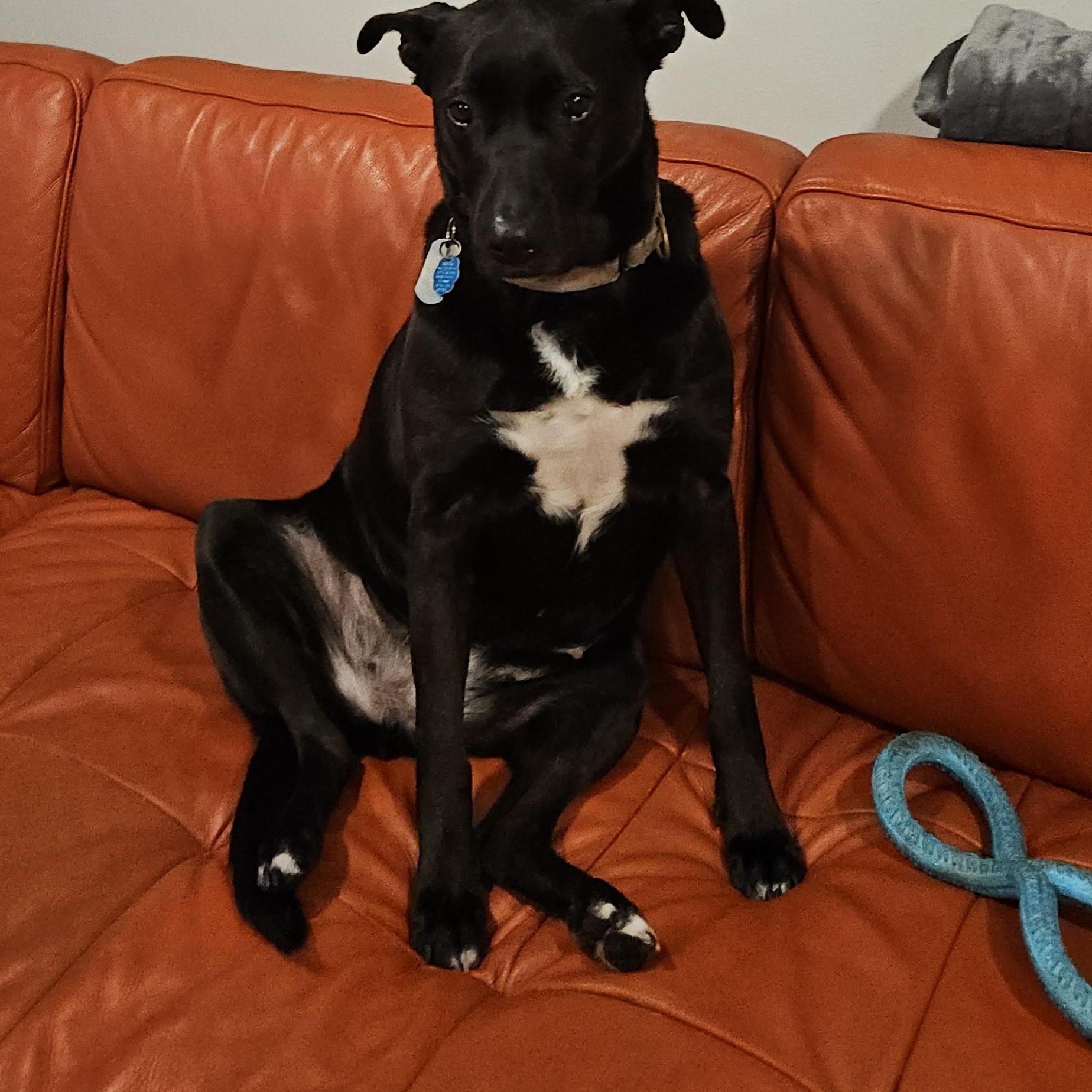 Enlarge Nisha, a ADOPTABLE mixed breed in Seattle, WA image 5/6