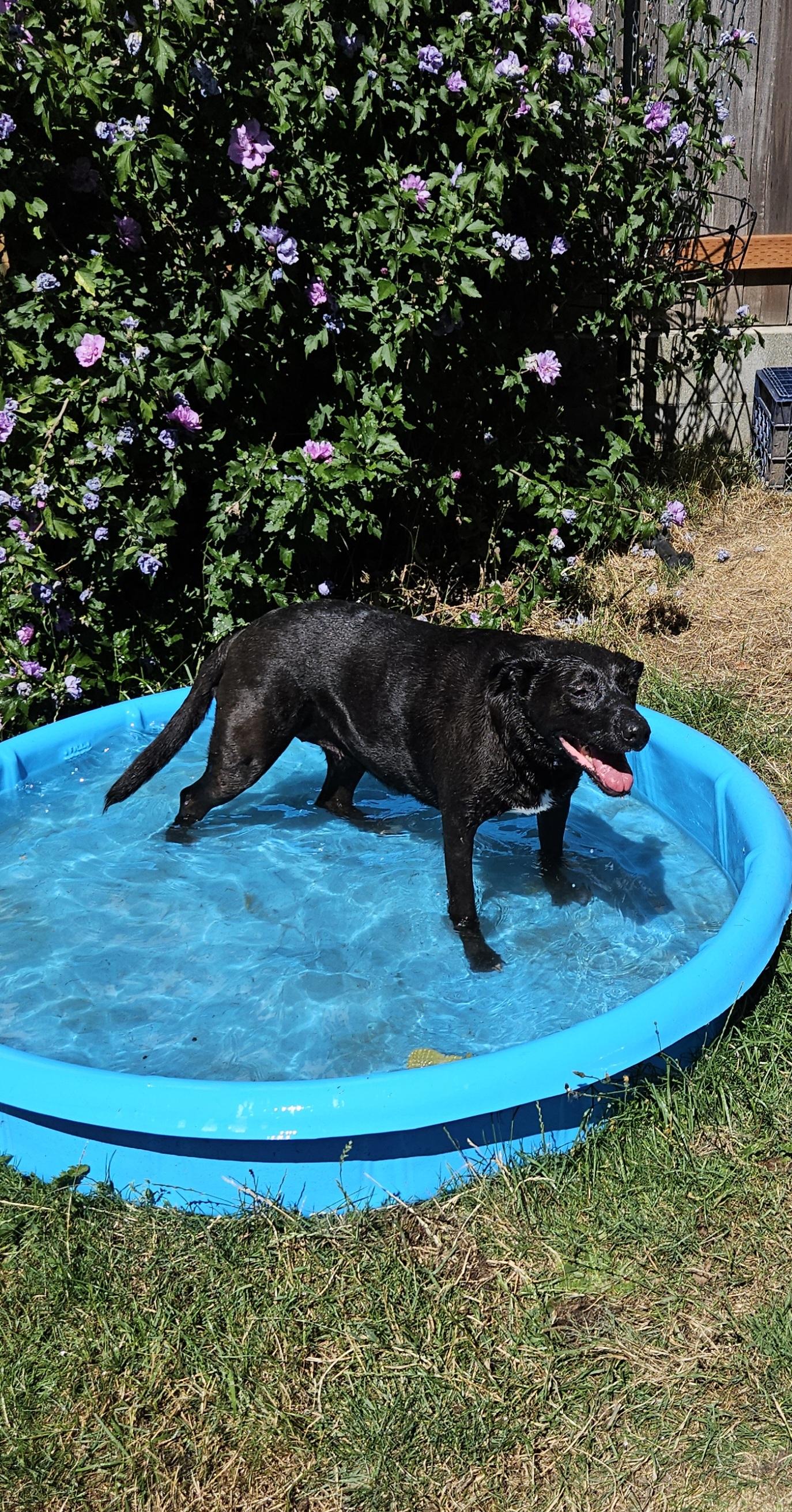 Enlarge Nisha, a ADOPTABLE mixed breed in Seattle, WA image 4/6