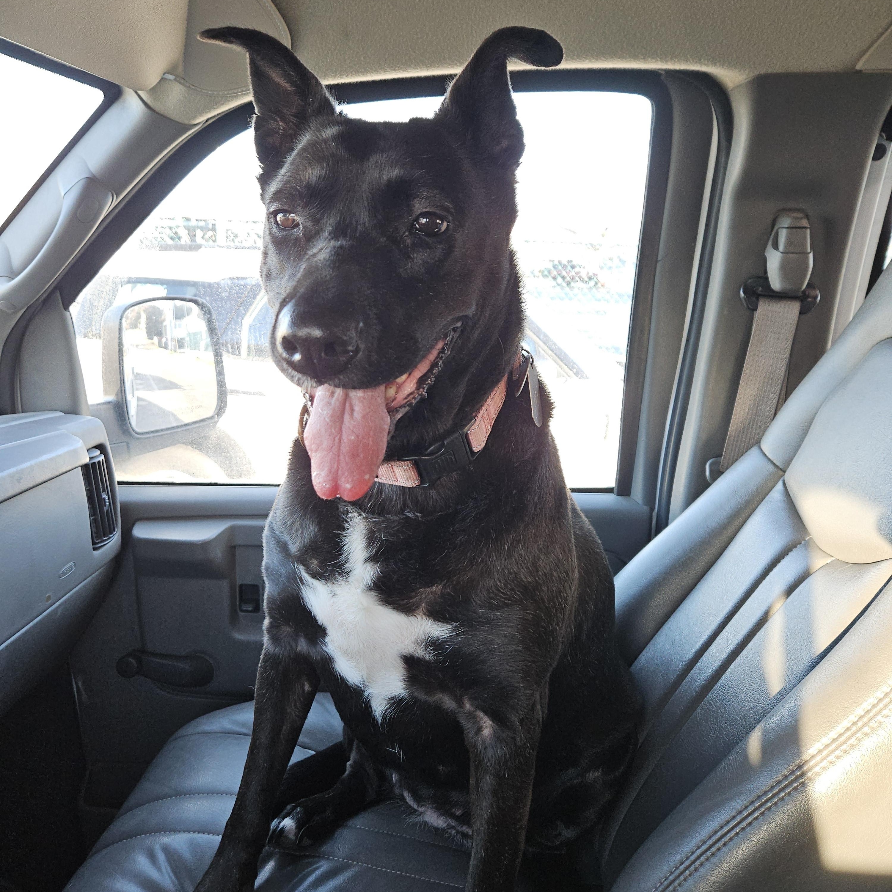 Enlarge Nisha, a ADOPTABLE mixed breed in Seattle, WA image 6/6
