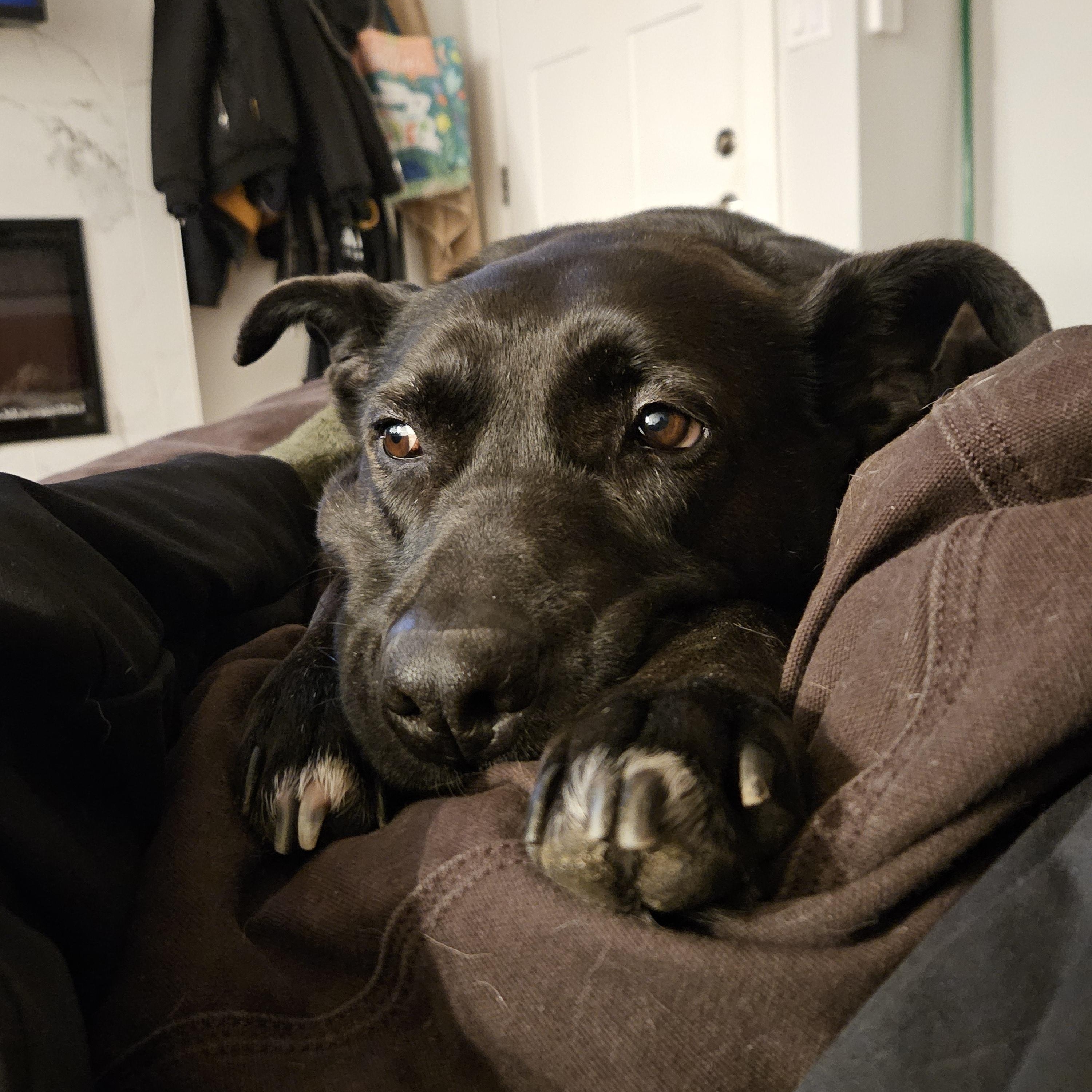 Nisha, ADOPTABLE, Adult Female Black Labrador Retriever & German Shepherd Dog.