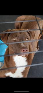 Budwiser, Adoptable, Young Male Vizsla & Mixed Breed.