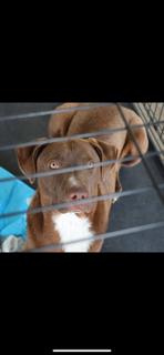 Budwiser, a Adoptable mixed breed in Livingston, TX image 2/2