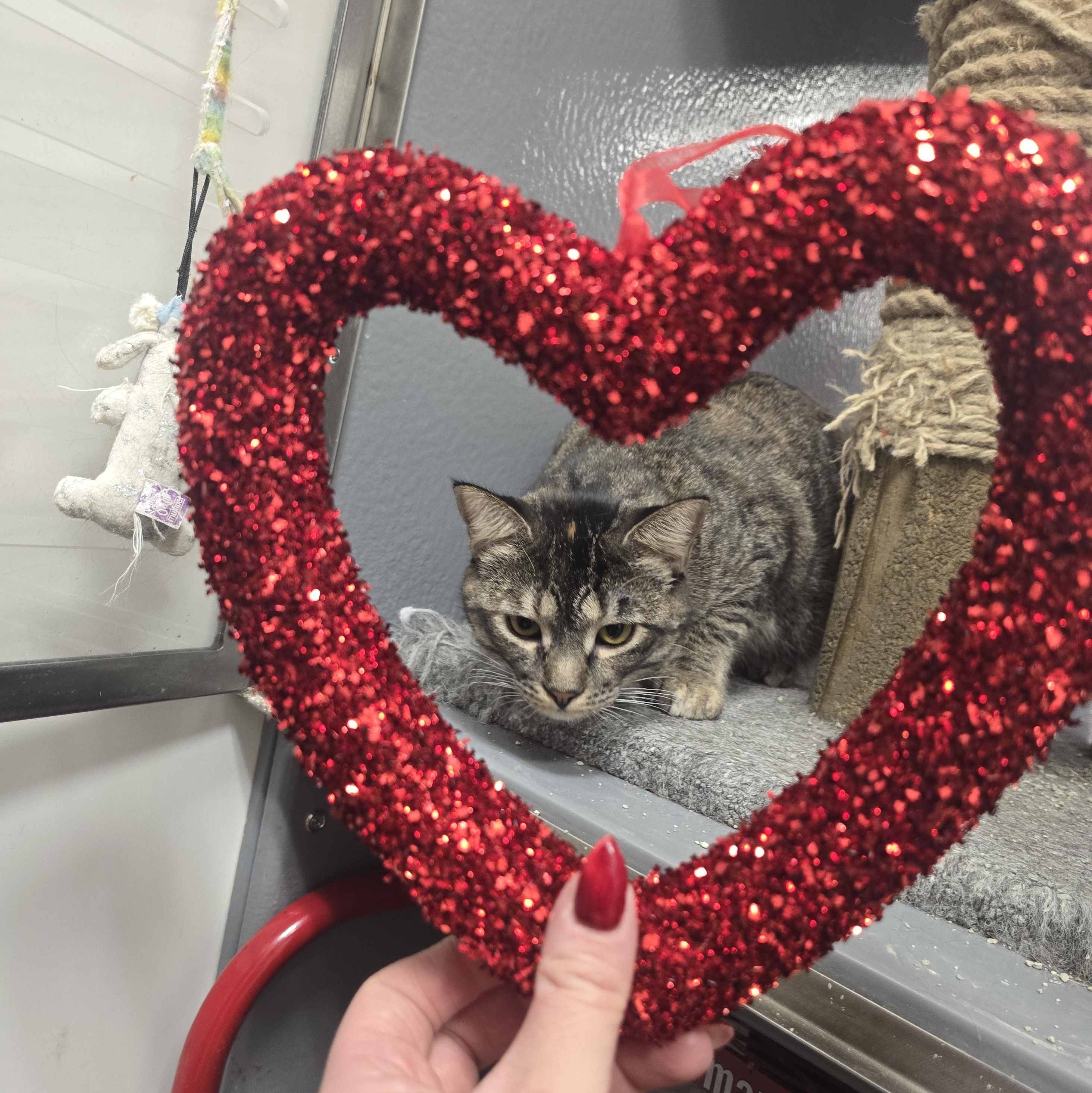 Enlarge Mimosa, a Adoptable American Shorthair in Pocatello, ID image 1/3