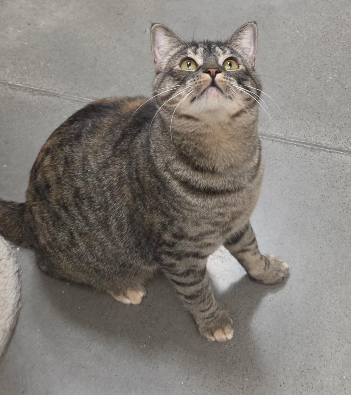 Enlarge Mimosa, a Adoptable American Shorthair in Pocatello, ID image 2/5