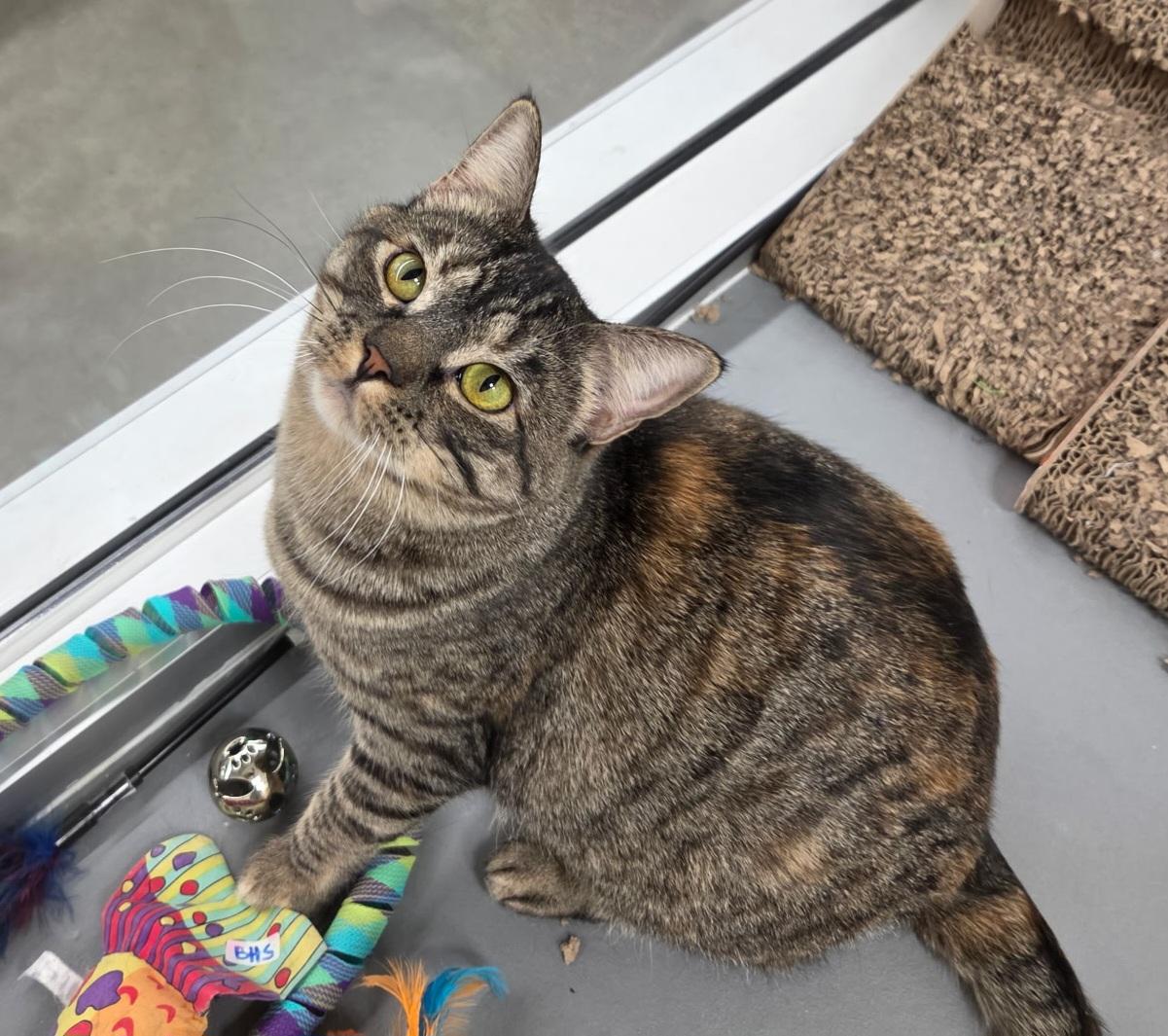 Mimosa, Adoptable, Young Female American Shorthair.