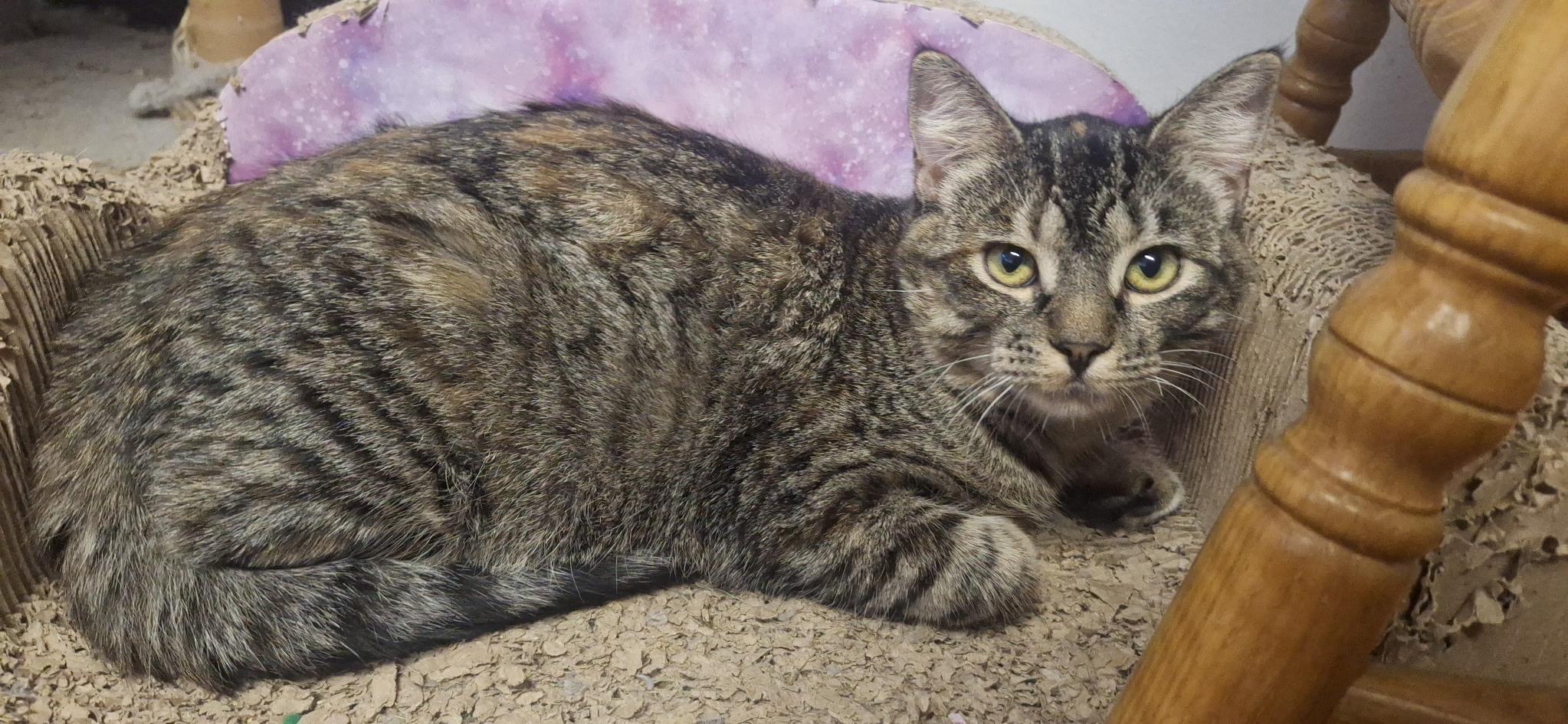 Enlarge Mimosa, a Adoptable American Shorthair in Pocatello, ID image 2/3