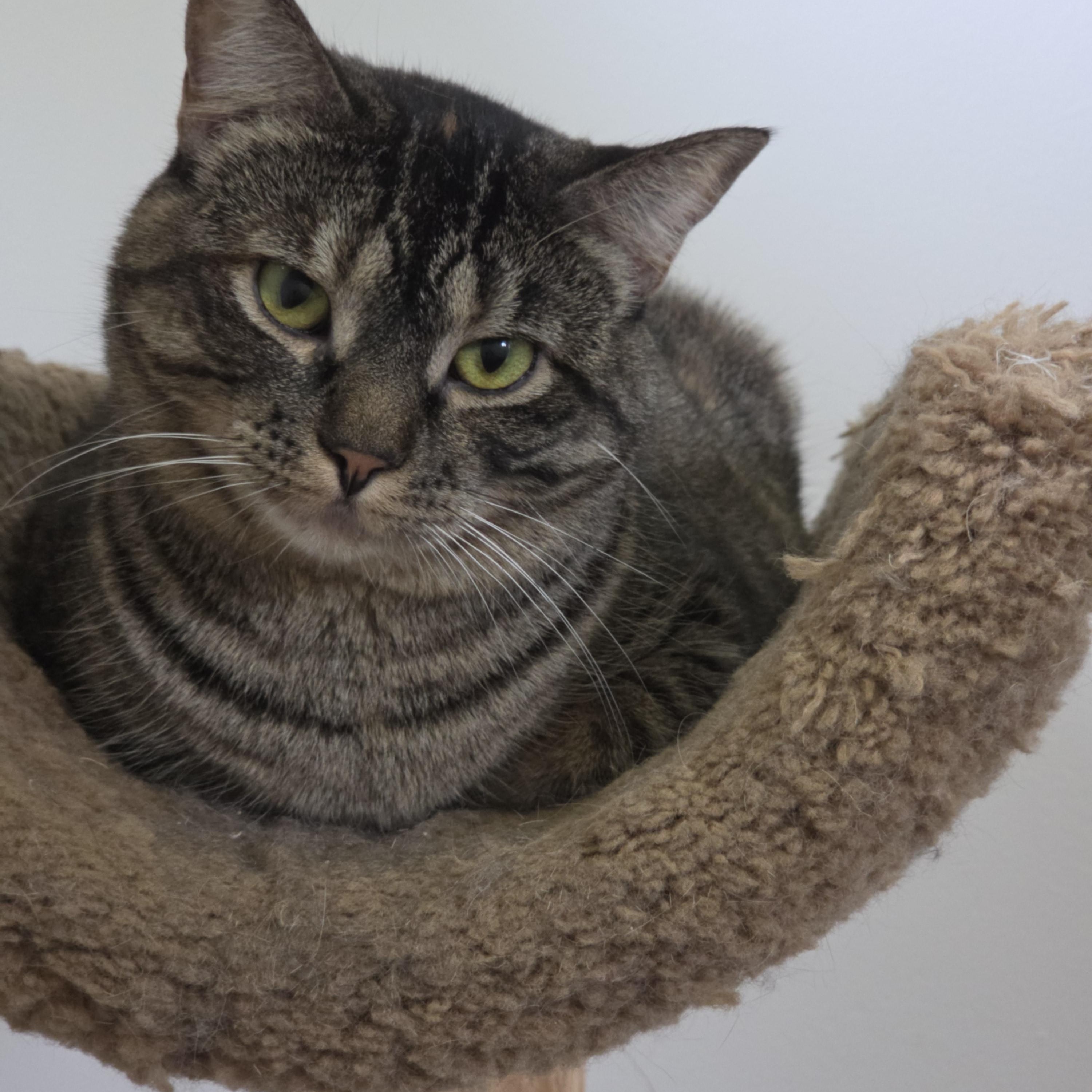 Mimosa, a Adoptable American Shorthair in Pocatello, ID image 2/5
