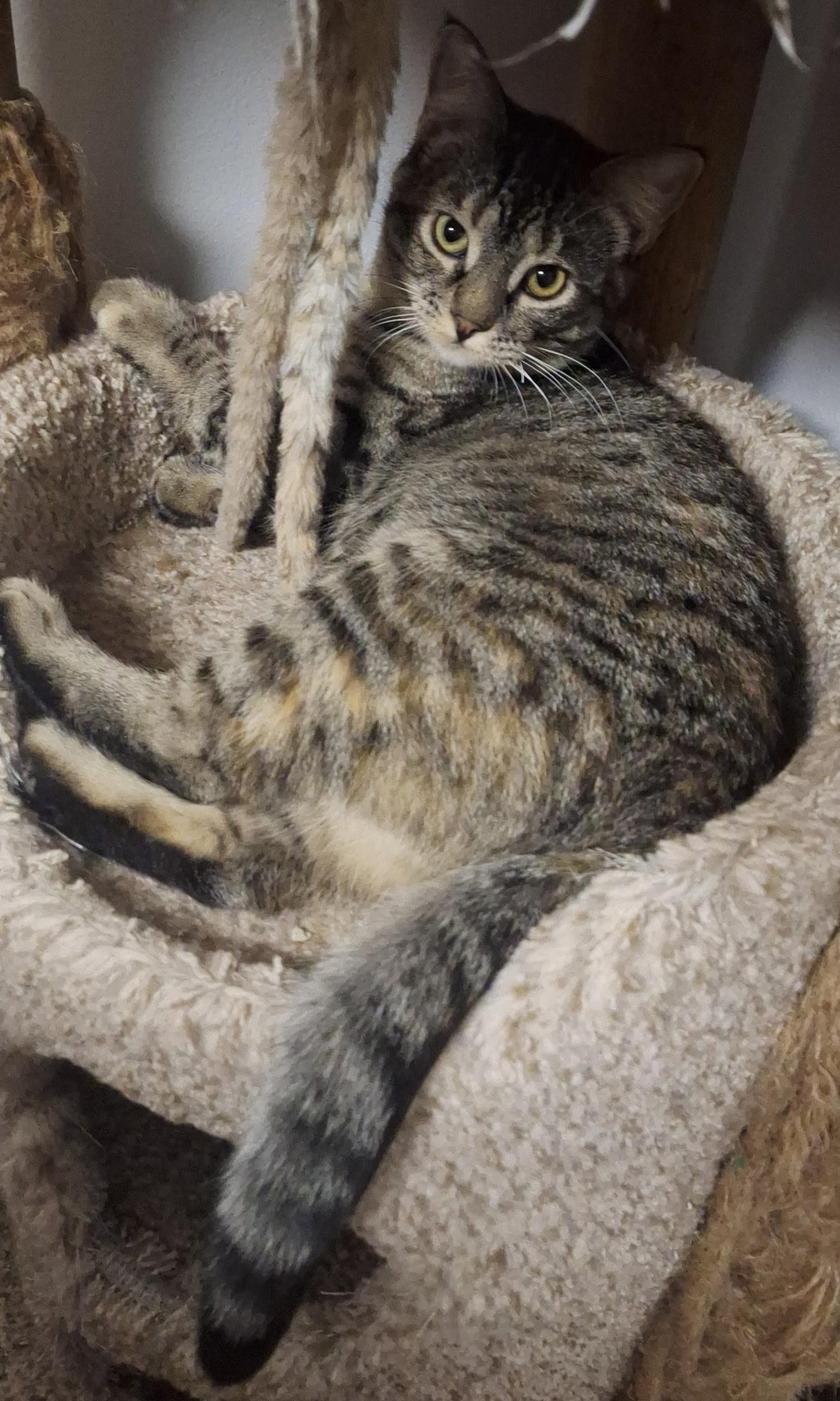 Enlarge Mimosa, a Adoptable American Shorthair in Pocatello, ID image 3/3