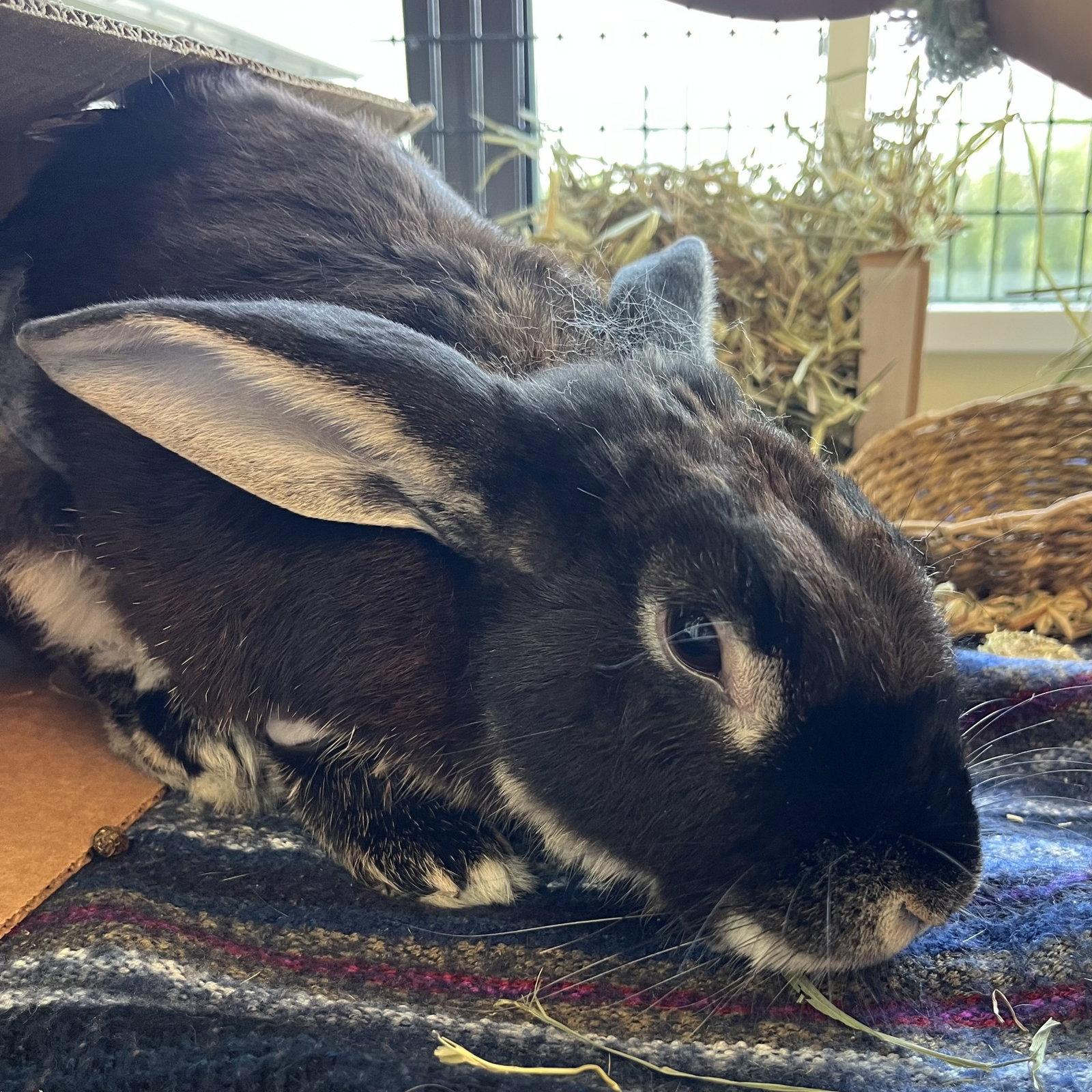 Marty, Adoptable, Adult Male Bunny Rabbit.