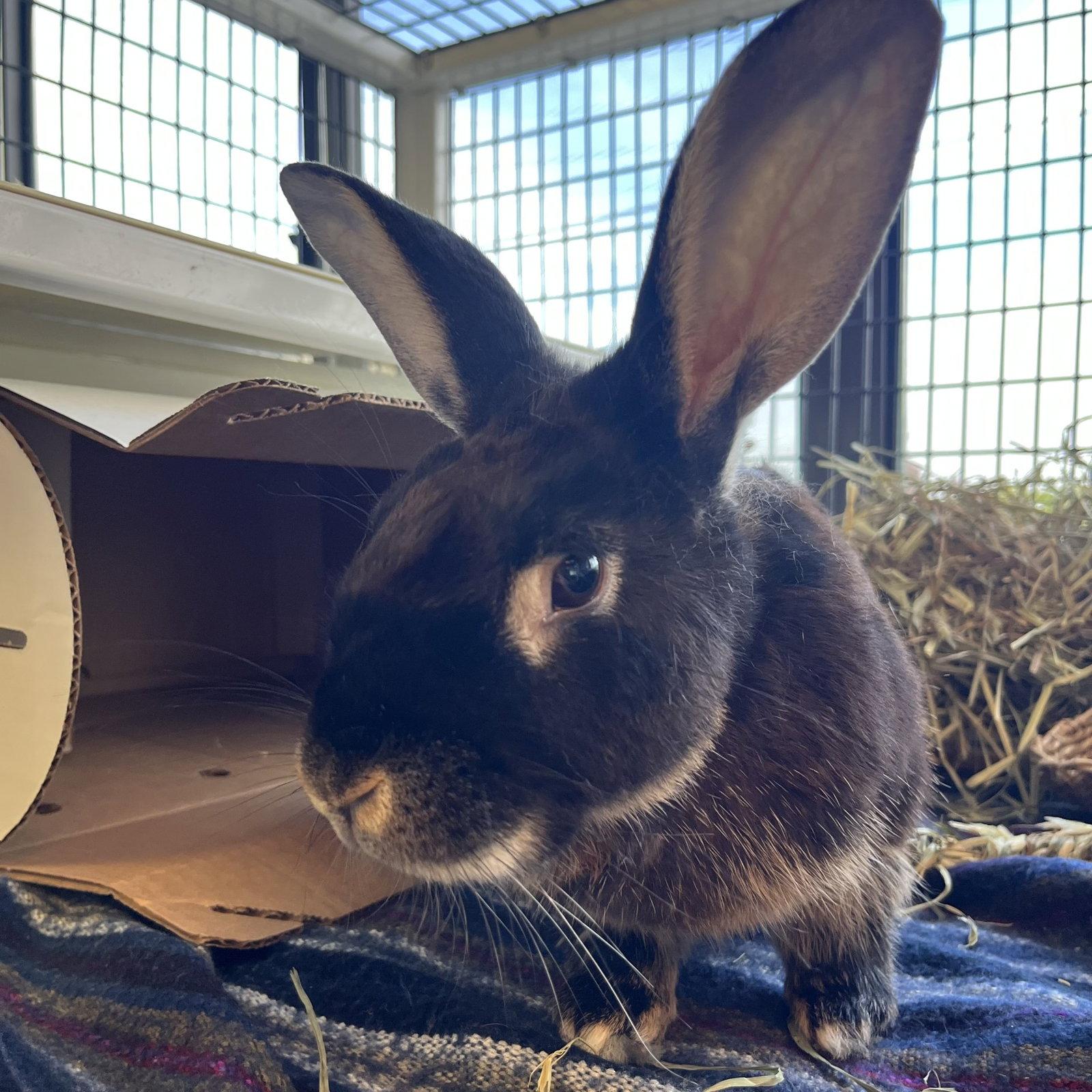 Enlarge Marty, a Adoptable Bunny Rabbit in Burlingame, CA image 2/2