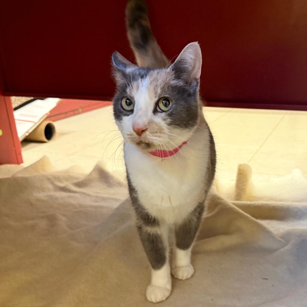 Enlarge Harmony, a Adoptable Domestic Short Hair in Fairport, NY image 1/6