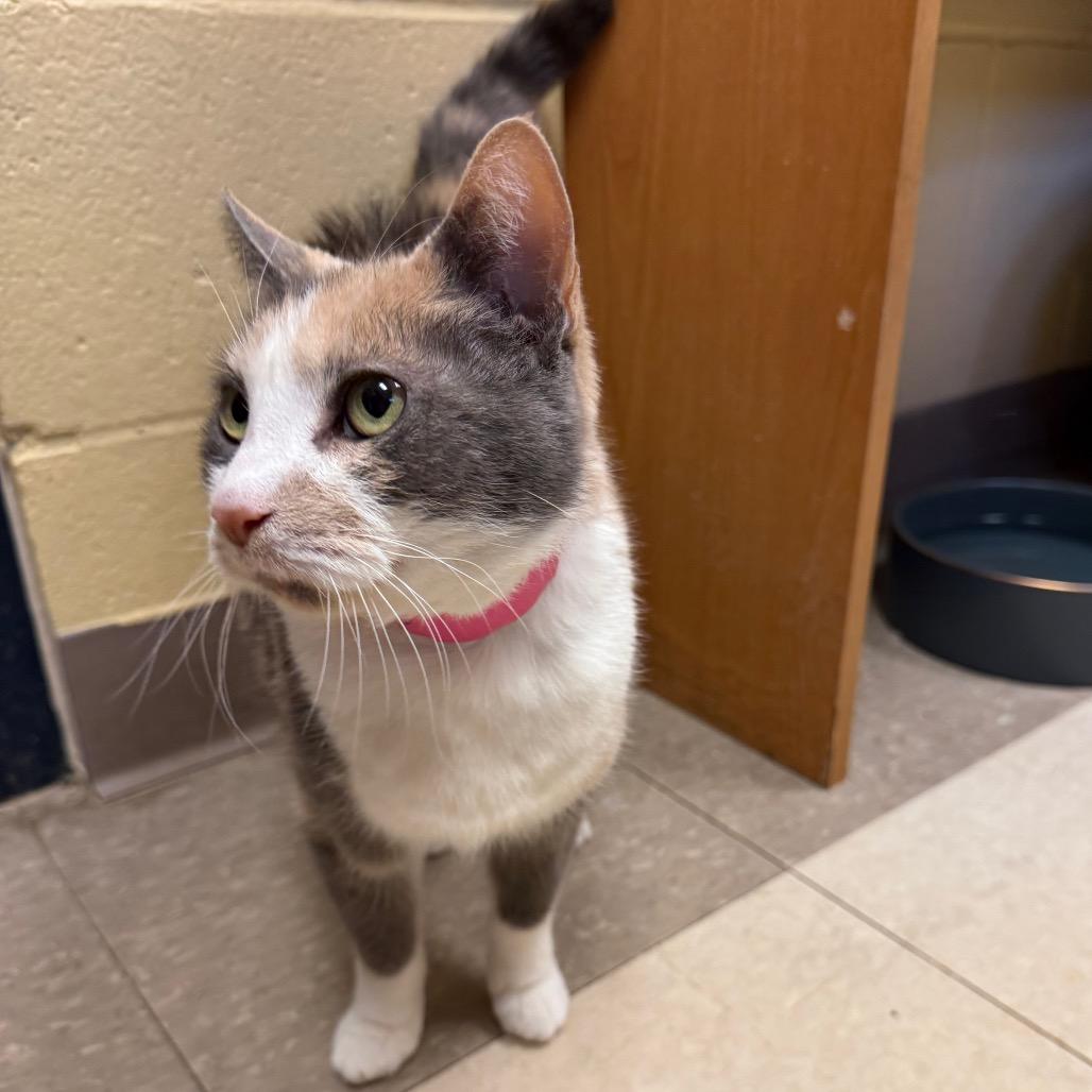 Enlarge Harmony, a Adoptable Domestic Short Hair in Fairport, NY image 2/6