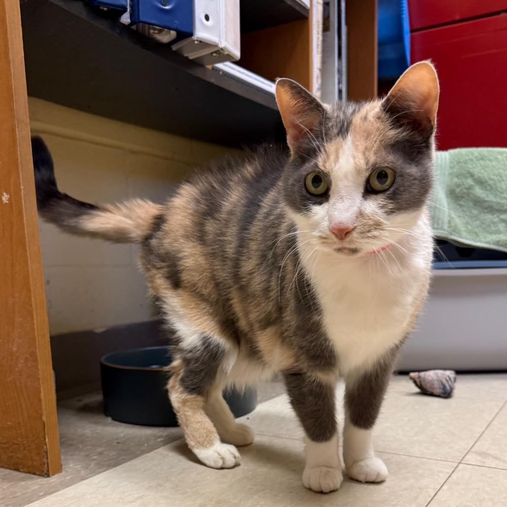 Enlarge Harmony, a Adoptable Domestic Short Hair in Fairport, NY image 3/6