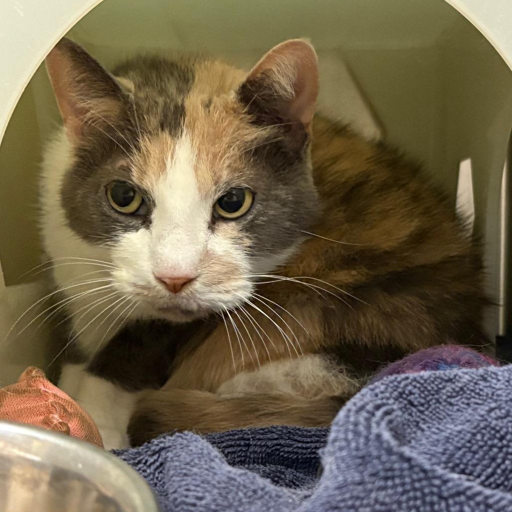 Enlarge Harmony, a Adoptable Domestic Short Hair in Fairport, NY image 4/6