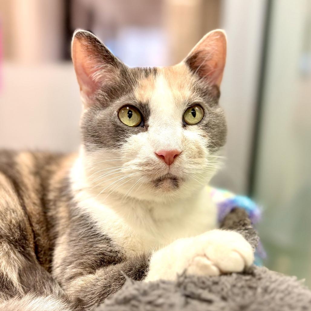 Enlarge Harmony, a Adoptable Domestic Short Hair in Fairport, NY image 6/6