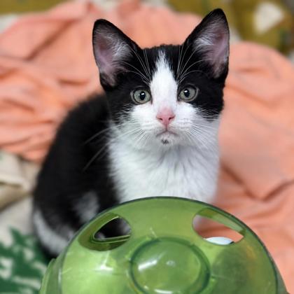 Enlarge Jerry Springer, a Adoptable mixed breed in Gwinn, MI image 1/1