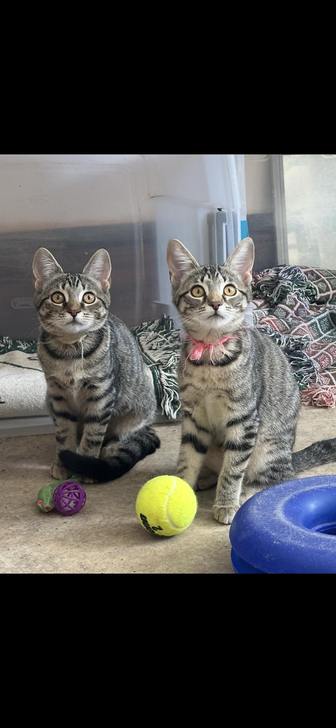 Peaches and bubbles, Adopted, Young Female Domestic Short Hair.