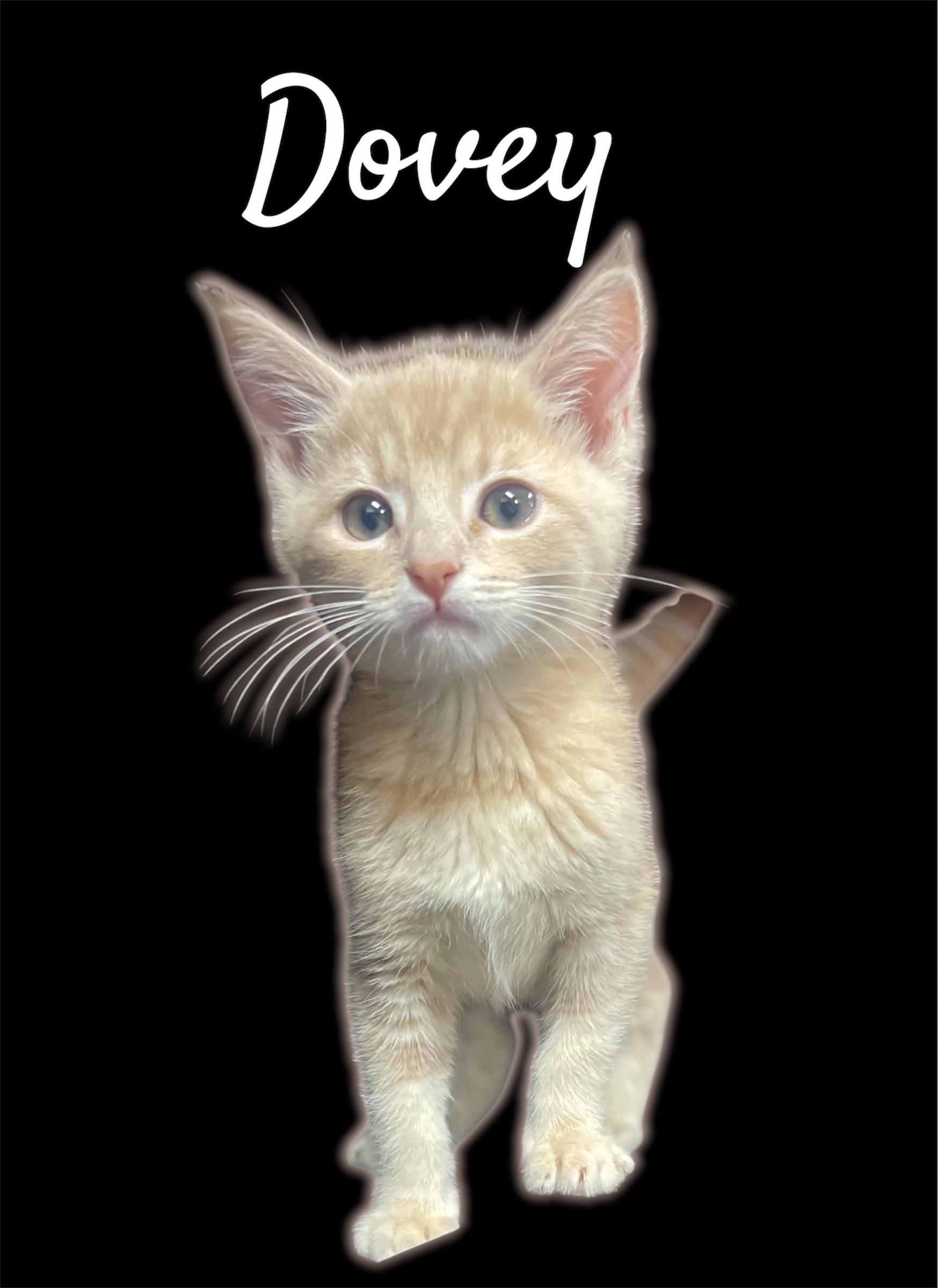Dovey (Bonded with Dumpling), adoptable, Kitten Female Domestic Short Hair.