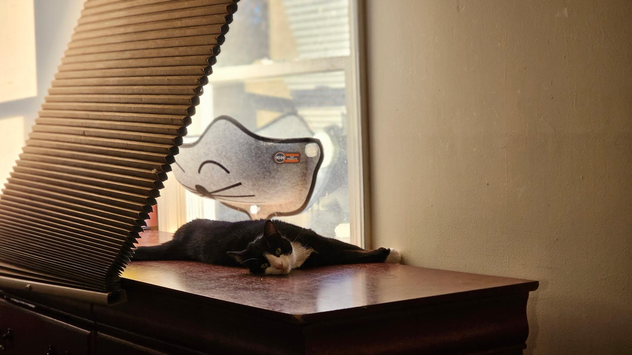 Prim, a Adoptable mixed breed in Greensboro, NC image 1/6