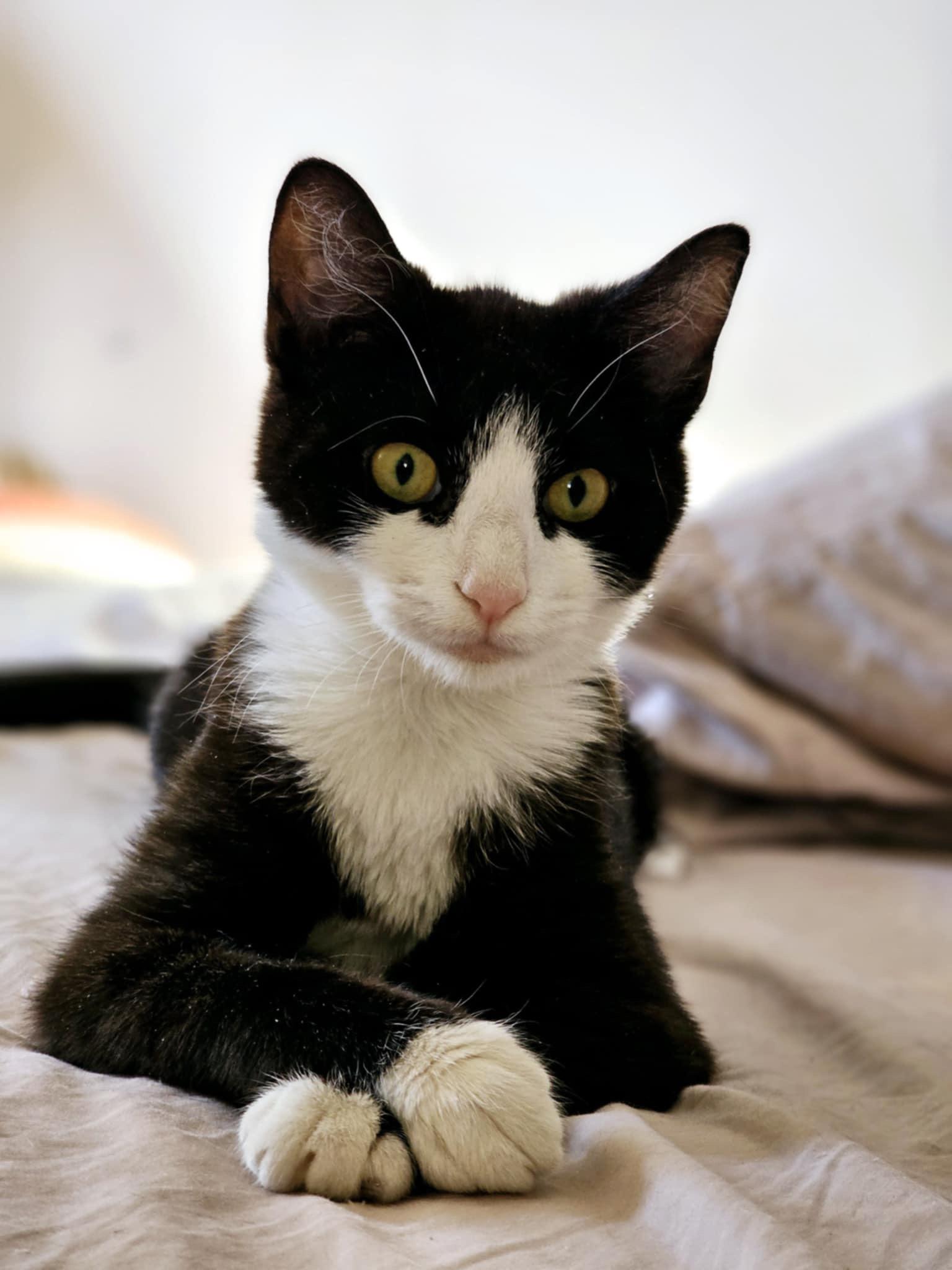 Enlarge Prim, a Adoptable mixed breed in Greensboro, NC image 2/6