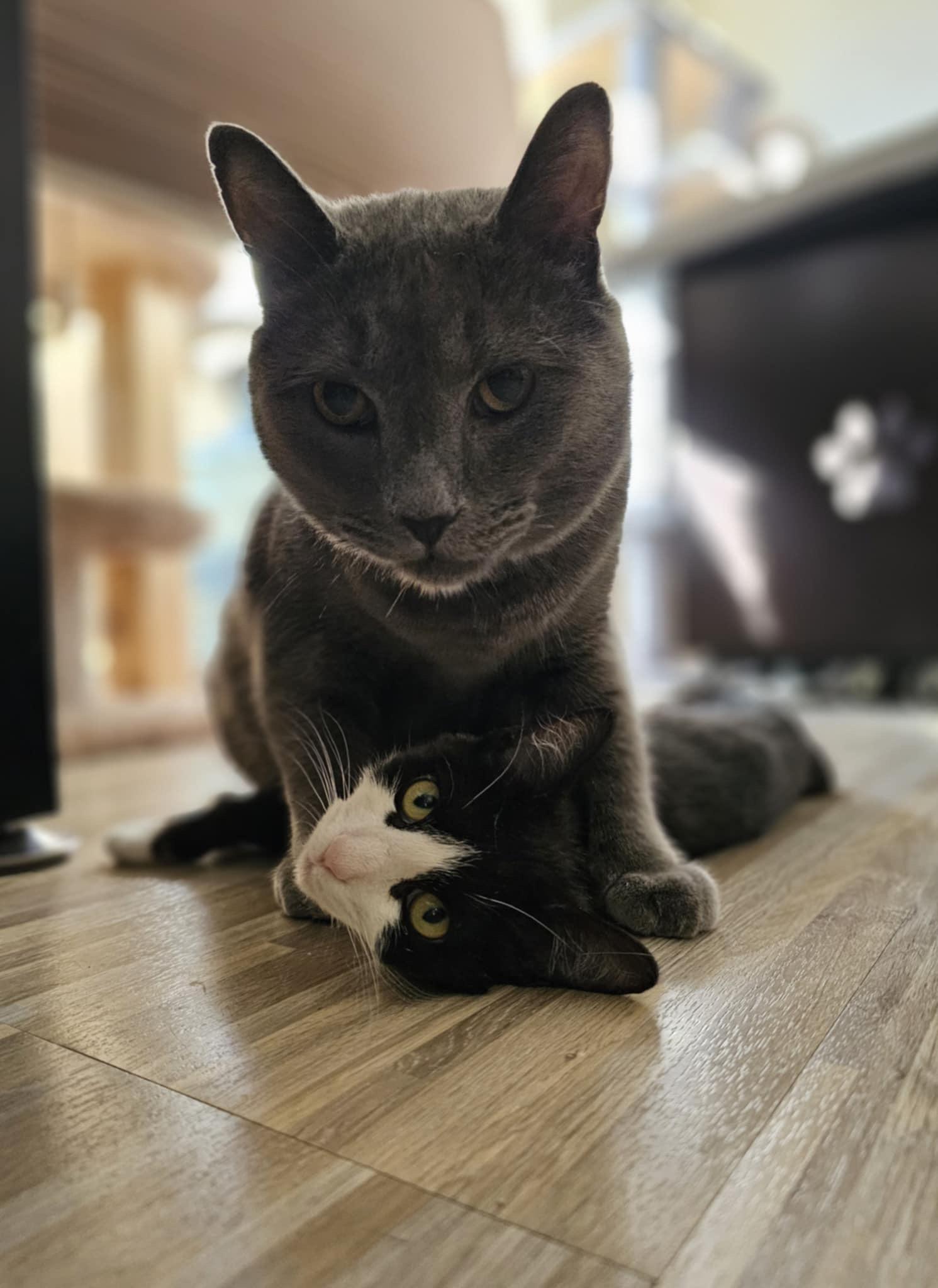 Enlarge Prim, a Adoptable mixed breed in Greensboro, NC image 4/6