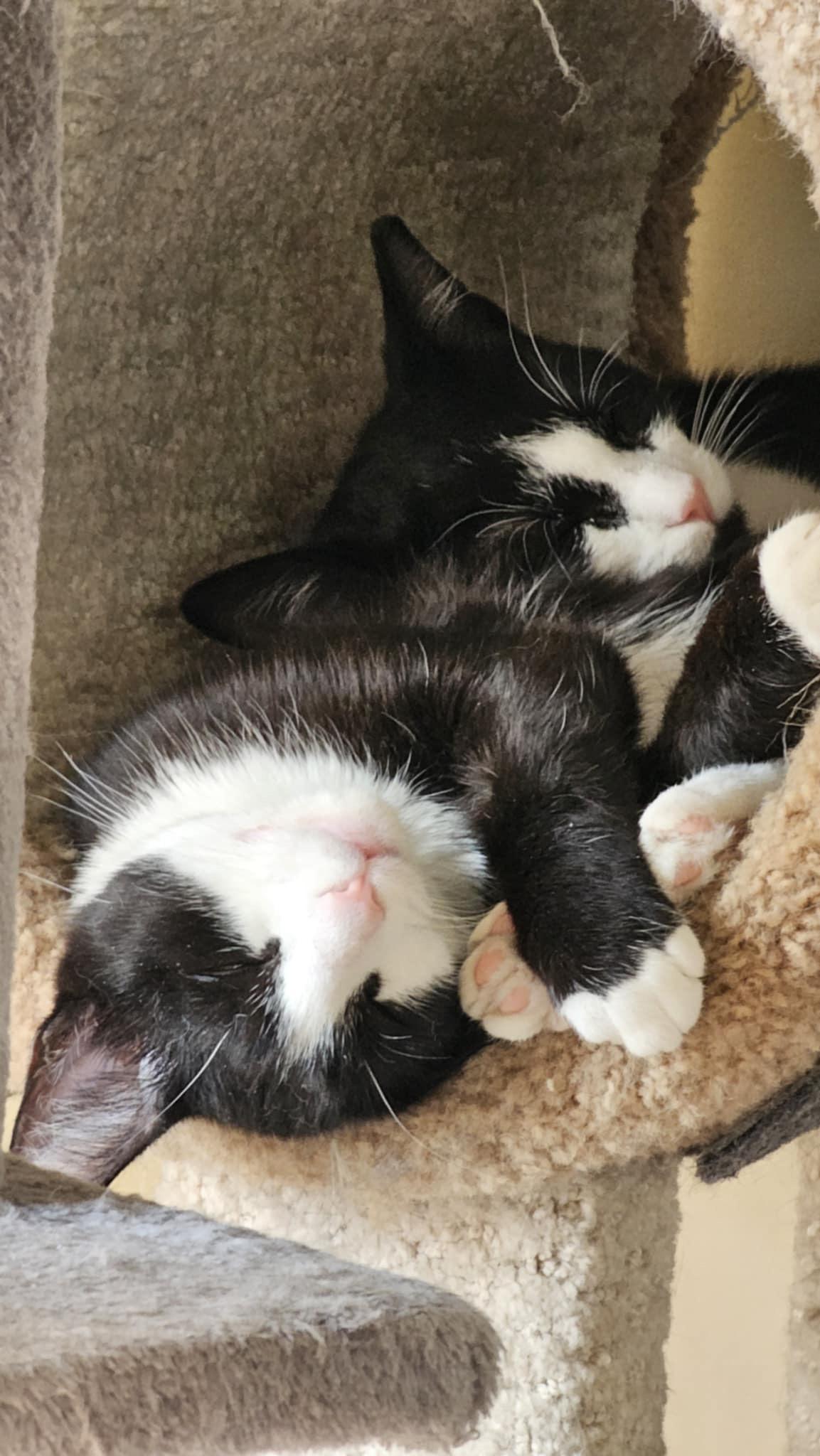 Enlarge Prim, a Adoptable mixed breed in Greensboro, NC image 3/6