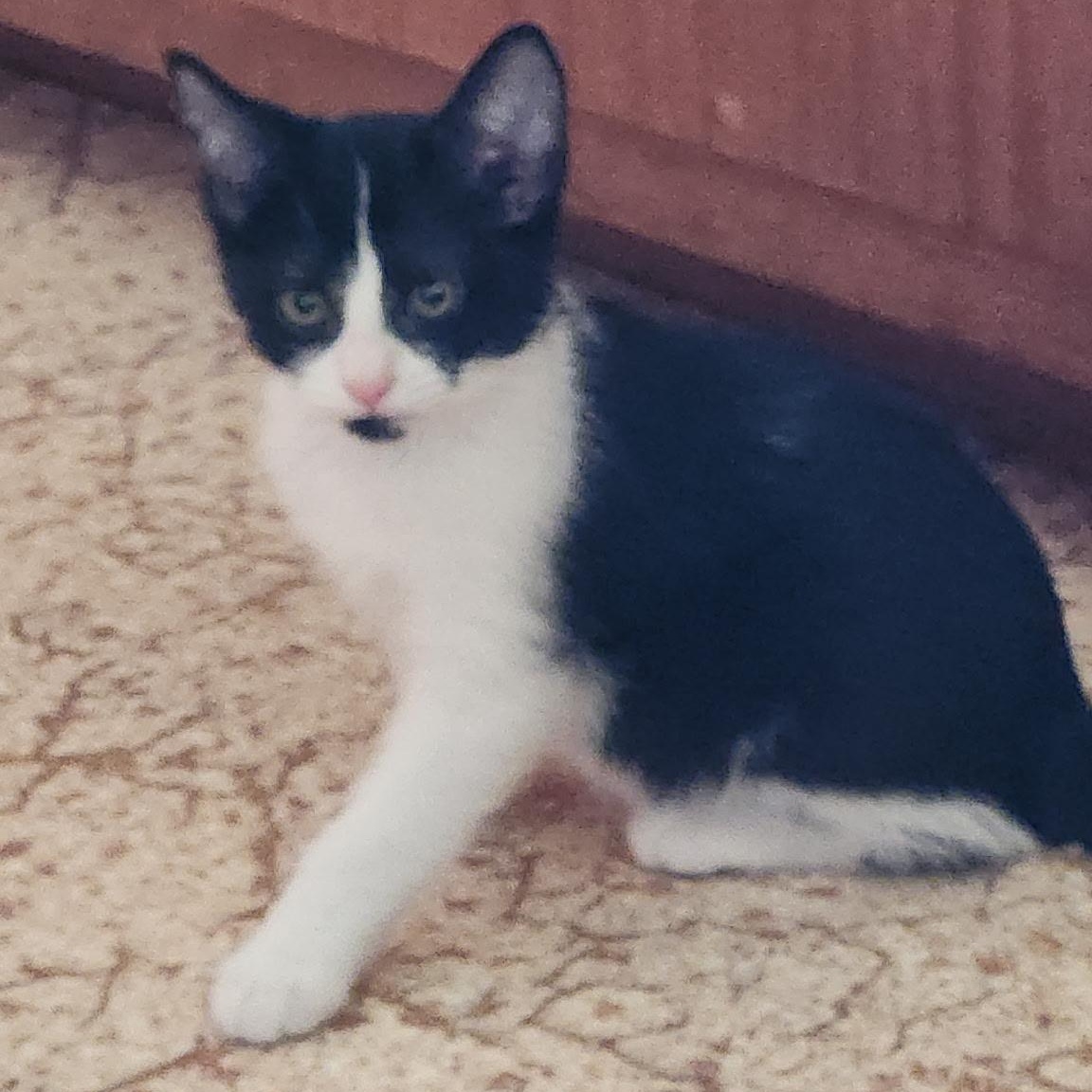 Stryder, Baby Female Domestic Short Hair