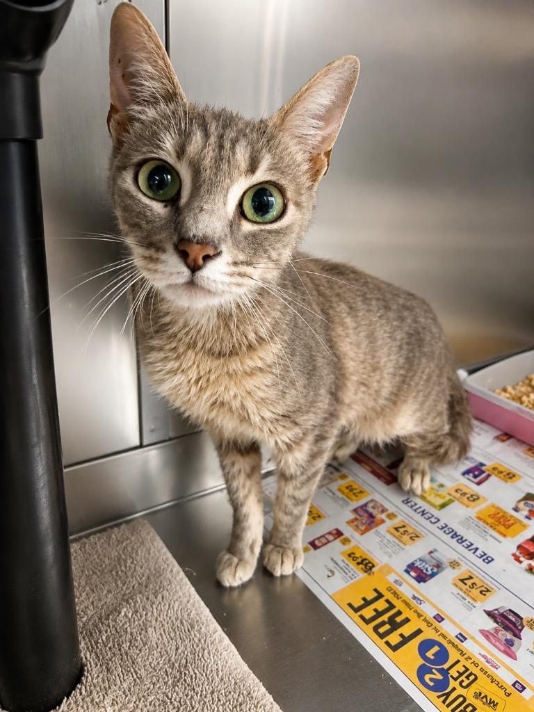 Graby -Available, Adoptable, Young Female Domestic Short Hair.