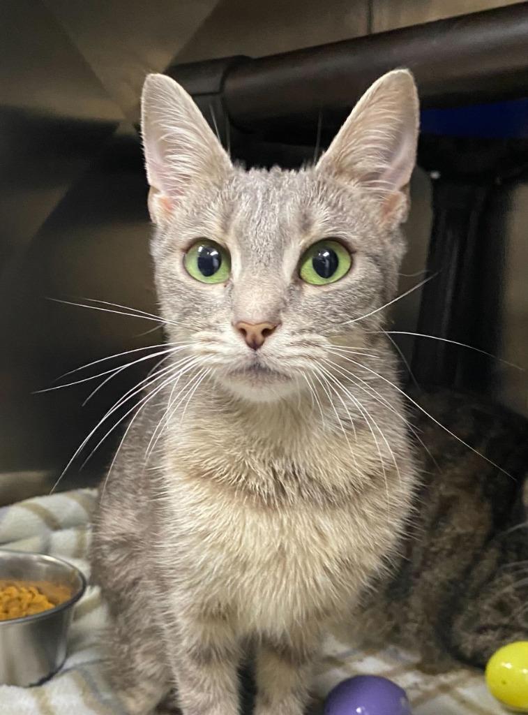 Graby -Available, a Adoptable mixed breed in Chickamauga , GA image 2/3