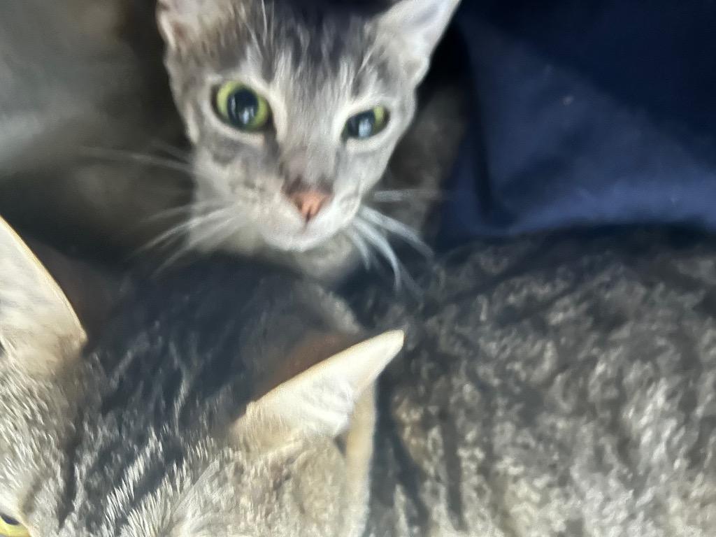 Graby -Available, a Adoptable mixed breed in Chickamauga , GA image 3/3