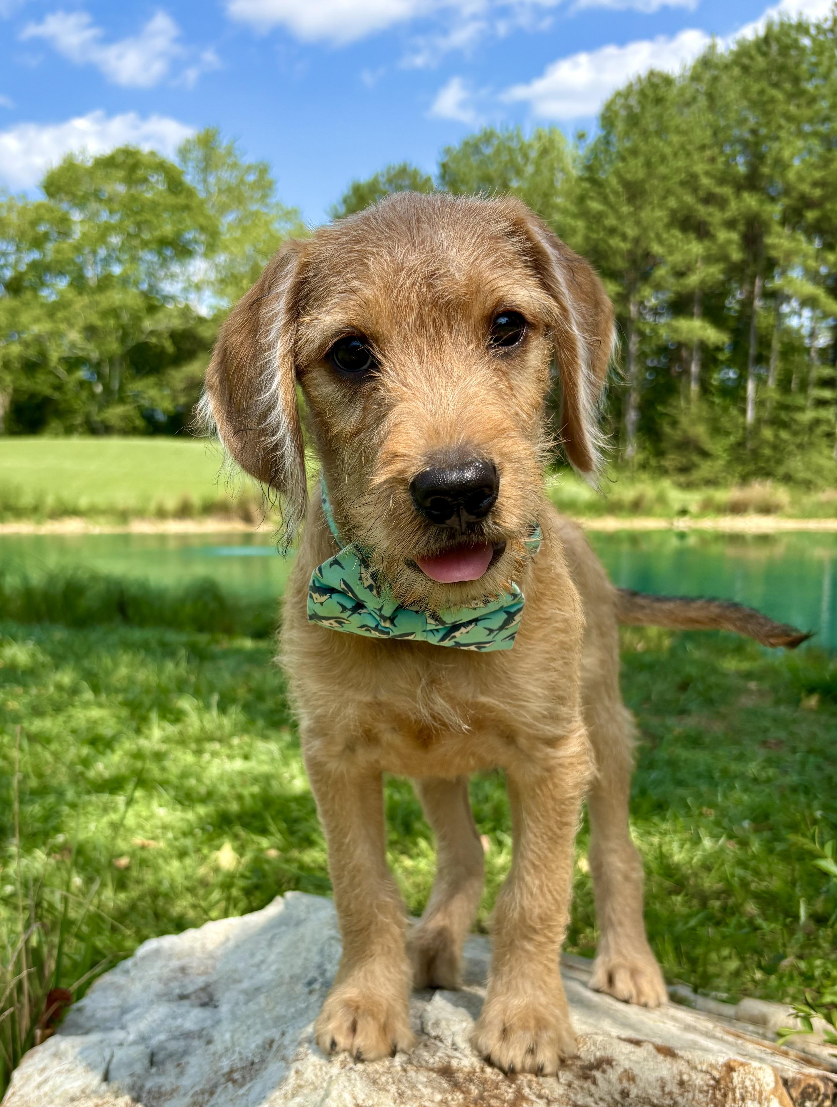 Cha-Cha, an adopted mixed breed in Pittsboro, NC image 3/3